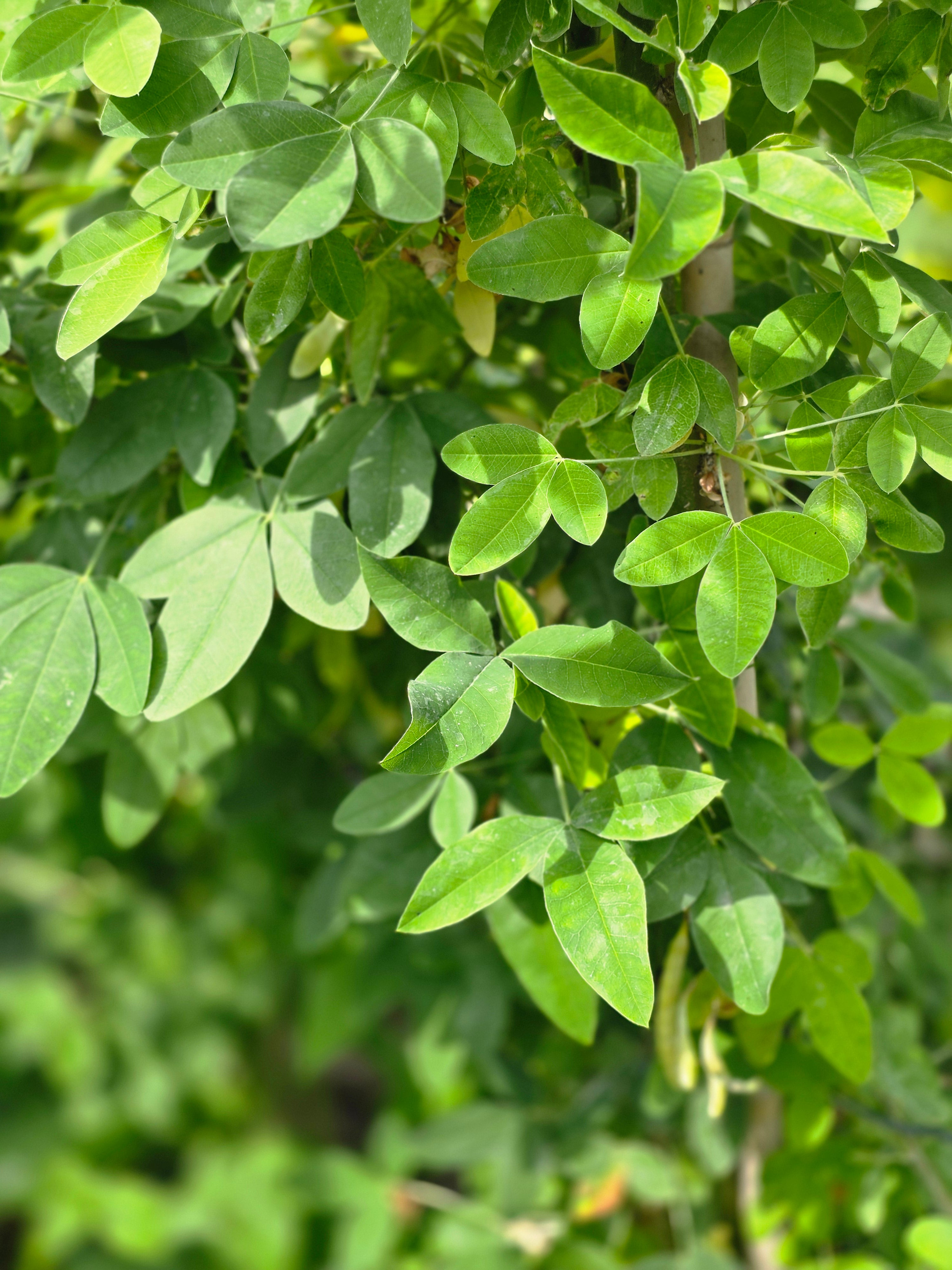 Gemeiner Goldregen - Laburnum anagyroides
