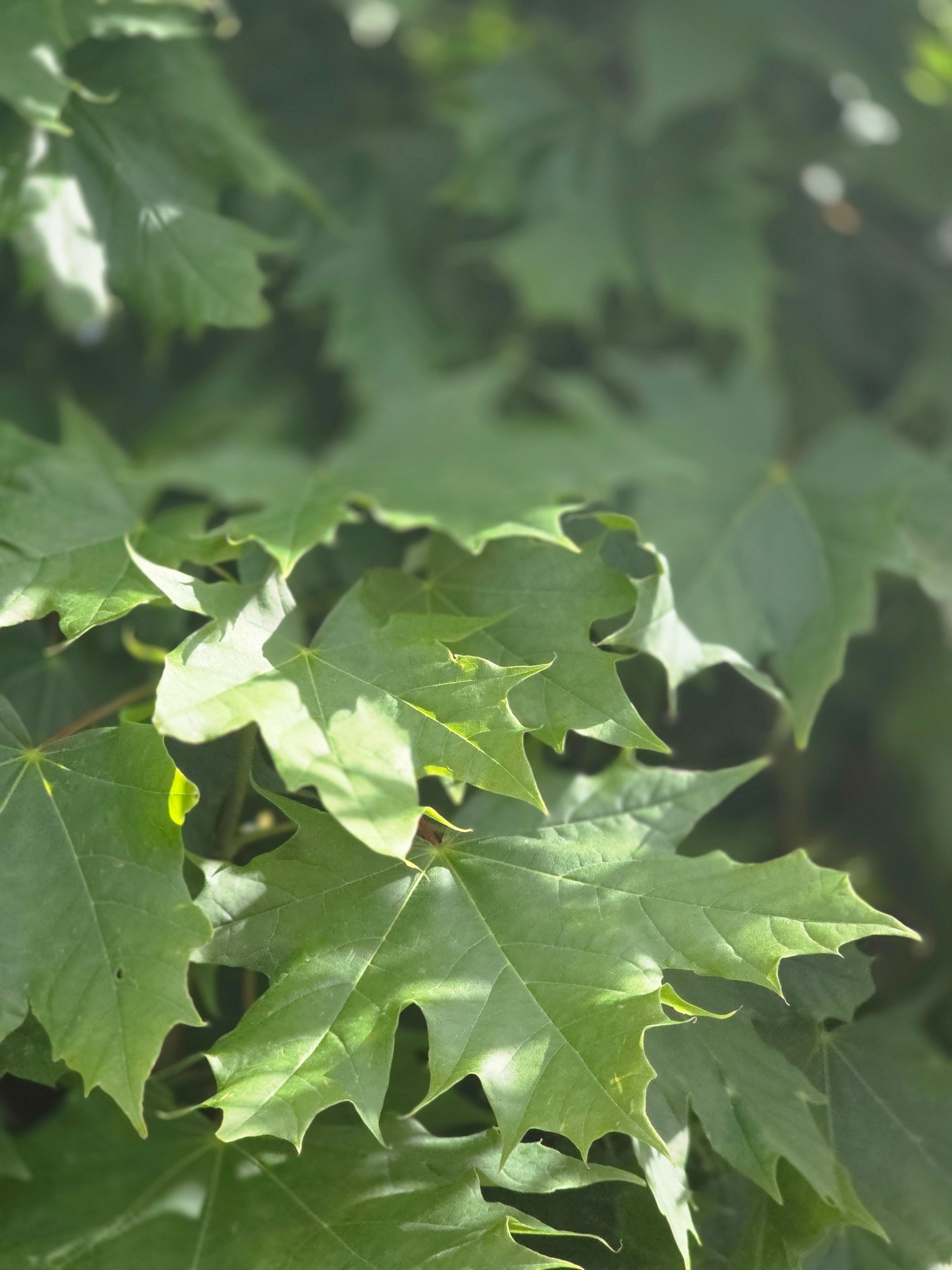 Spitzahorn - Acer platanoides