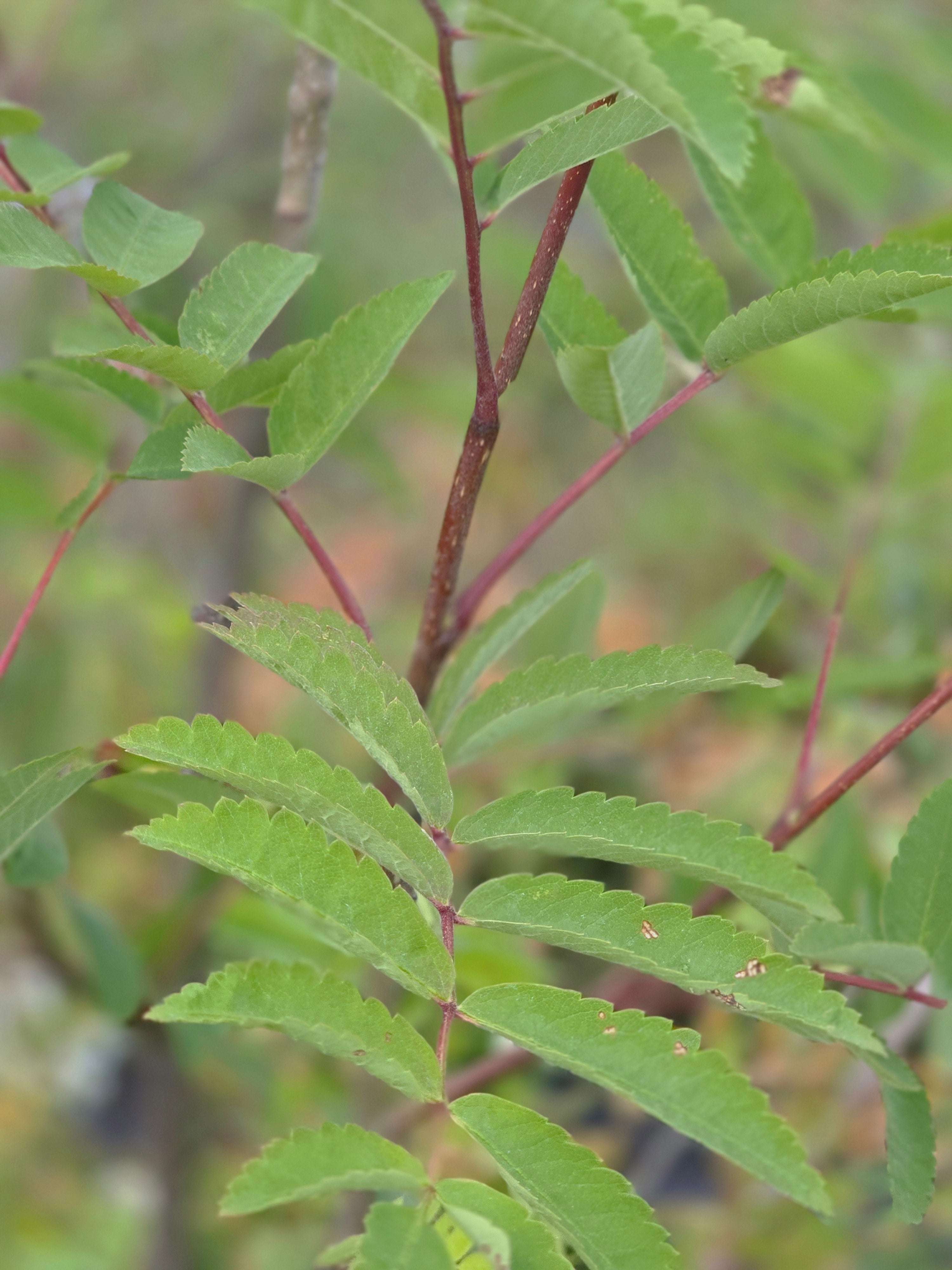 Pyramiden-Eberesche - Sorbus aucuparia 'Fastigiata'