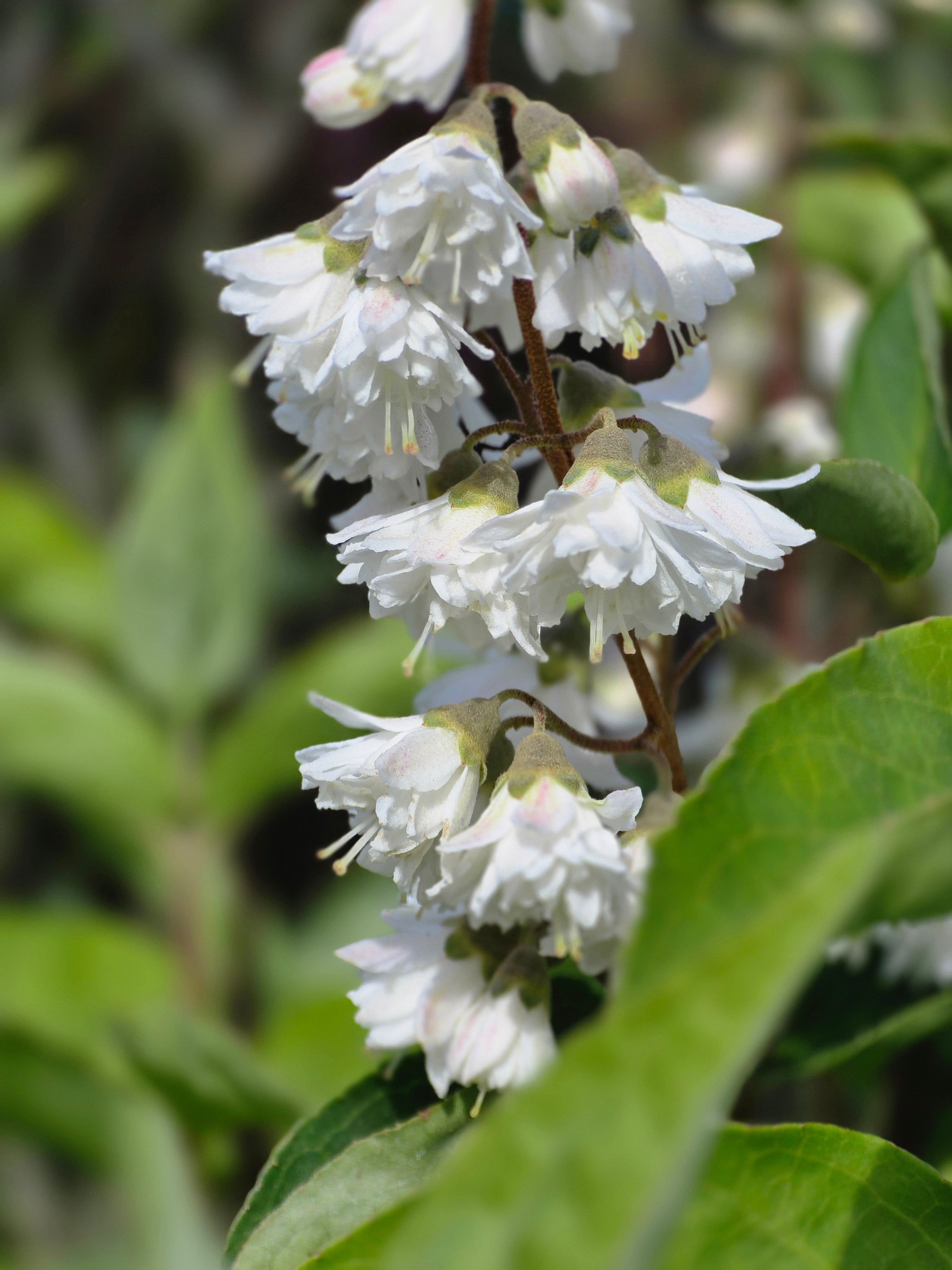Gefüllter Sternchenstrauch 'Plena' - Deutzia scabra 'Plena'