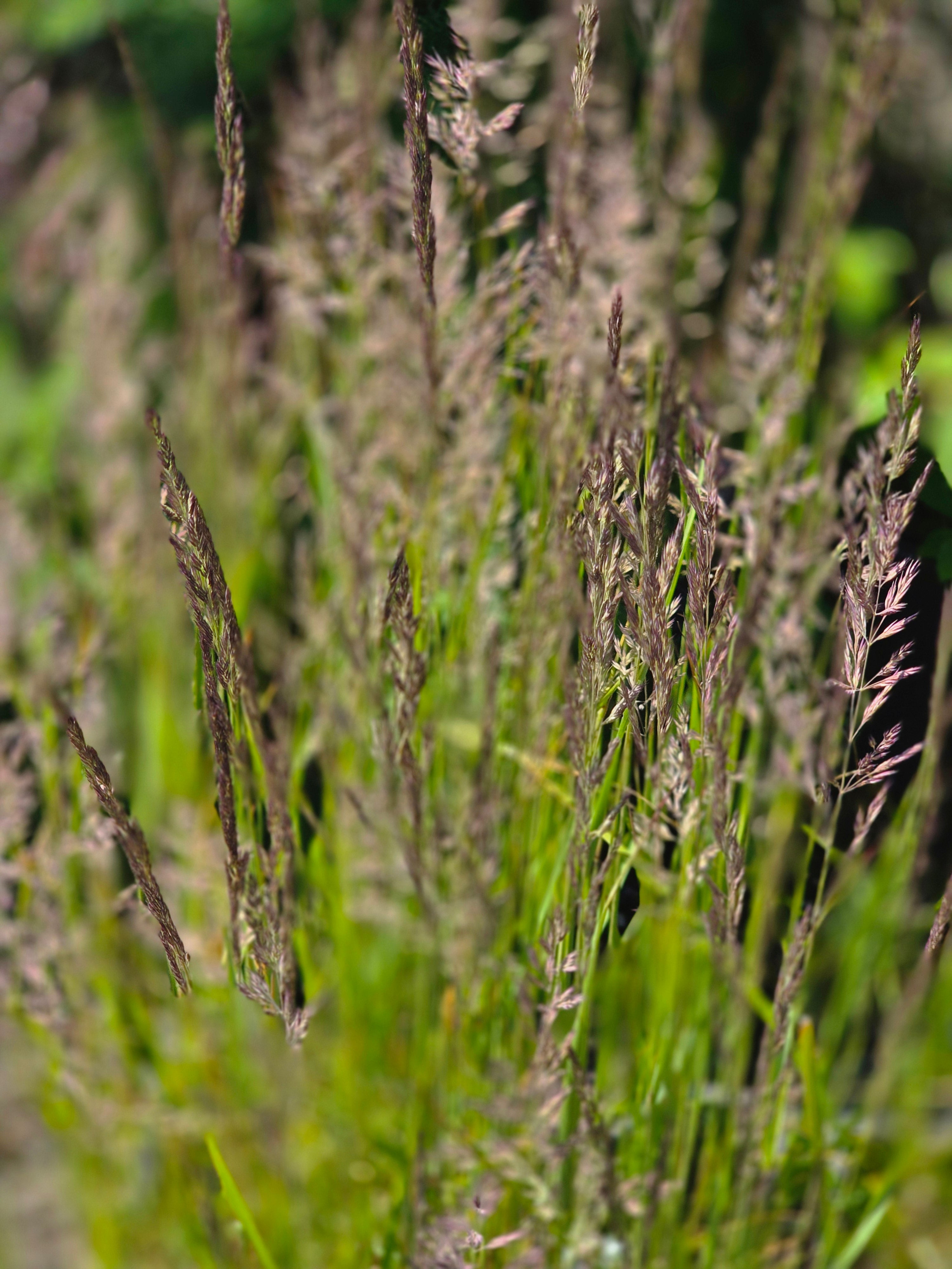 Garten-Reitgras  Karl Foerster - Calamagrostis x acutiflora 'Karl Foerster'
