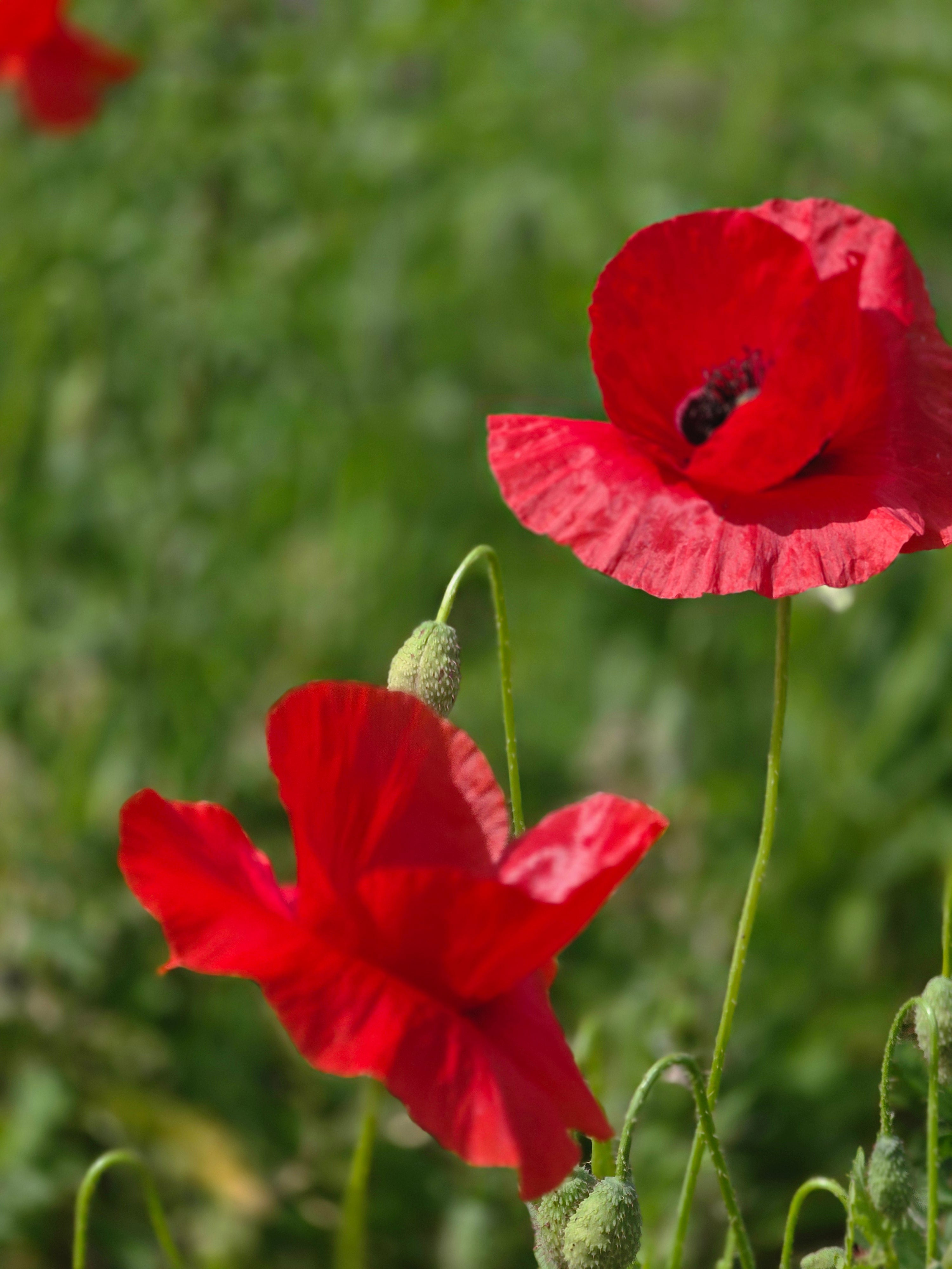 Orientalischer Garten-Mohn Beauty of Livermere - Papaver orientale 'Beauty of Livermere'