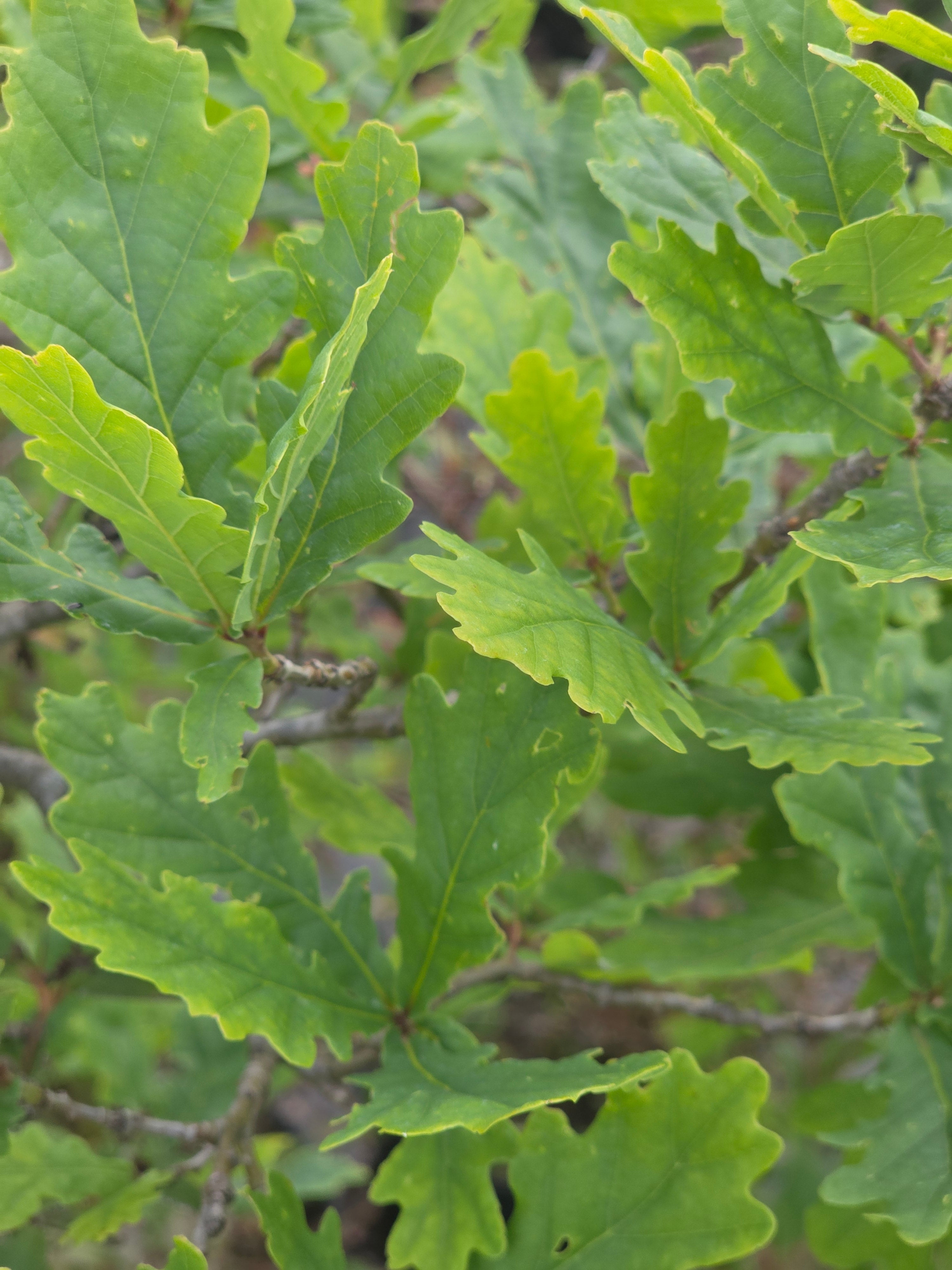 Stieleiche / Deutsche Eiche - Quercus robur