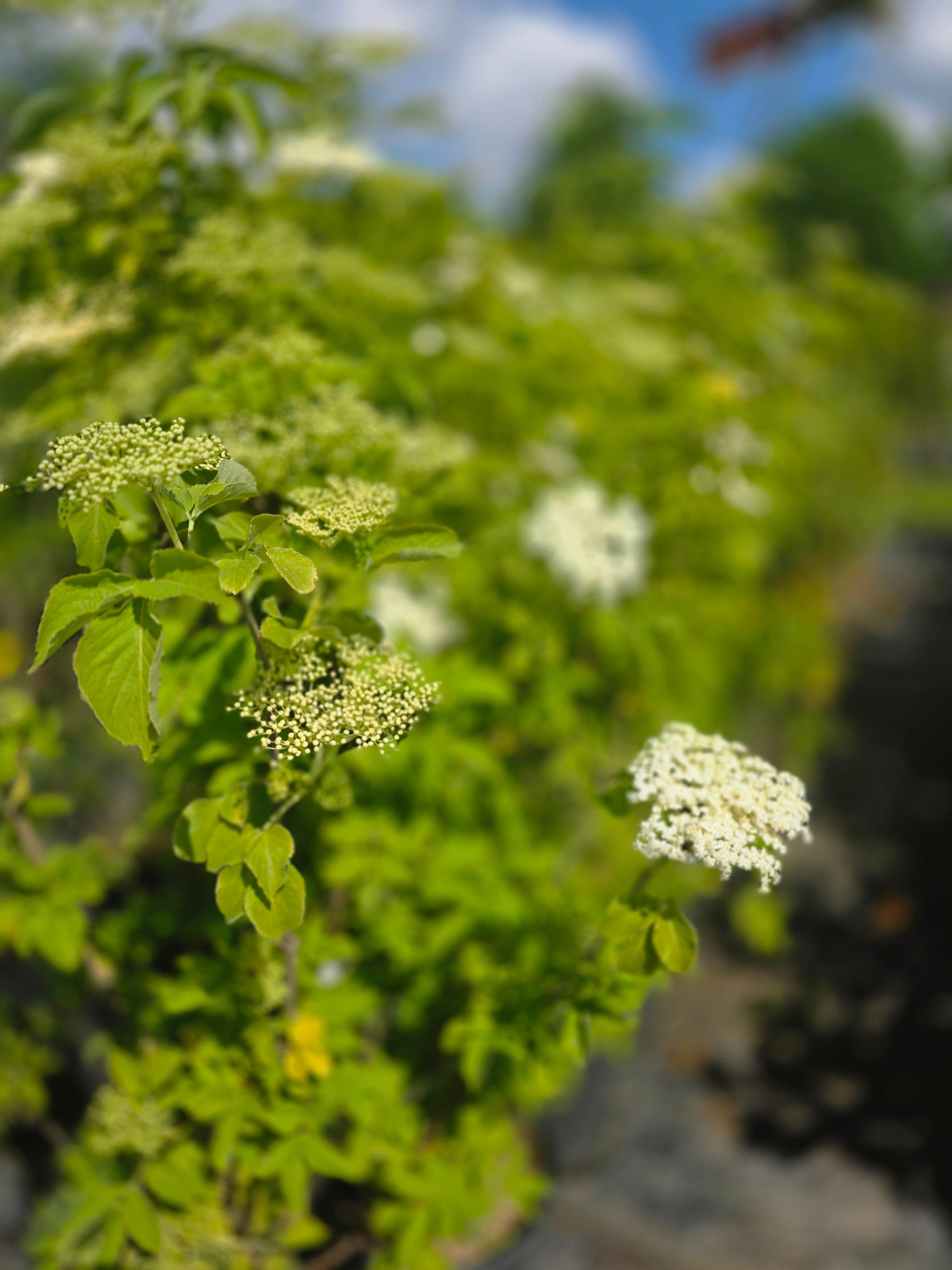 Schwarzer Holunder - Sambucus nigra
