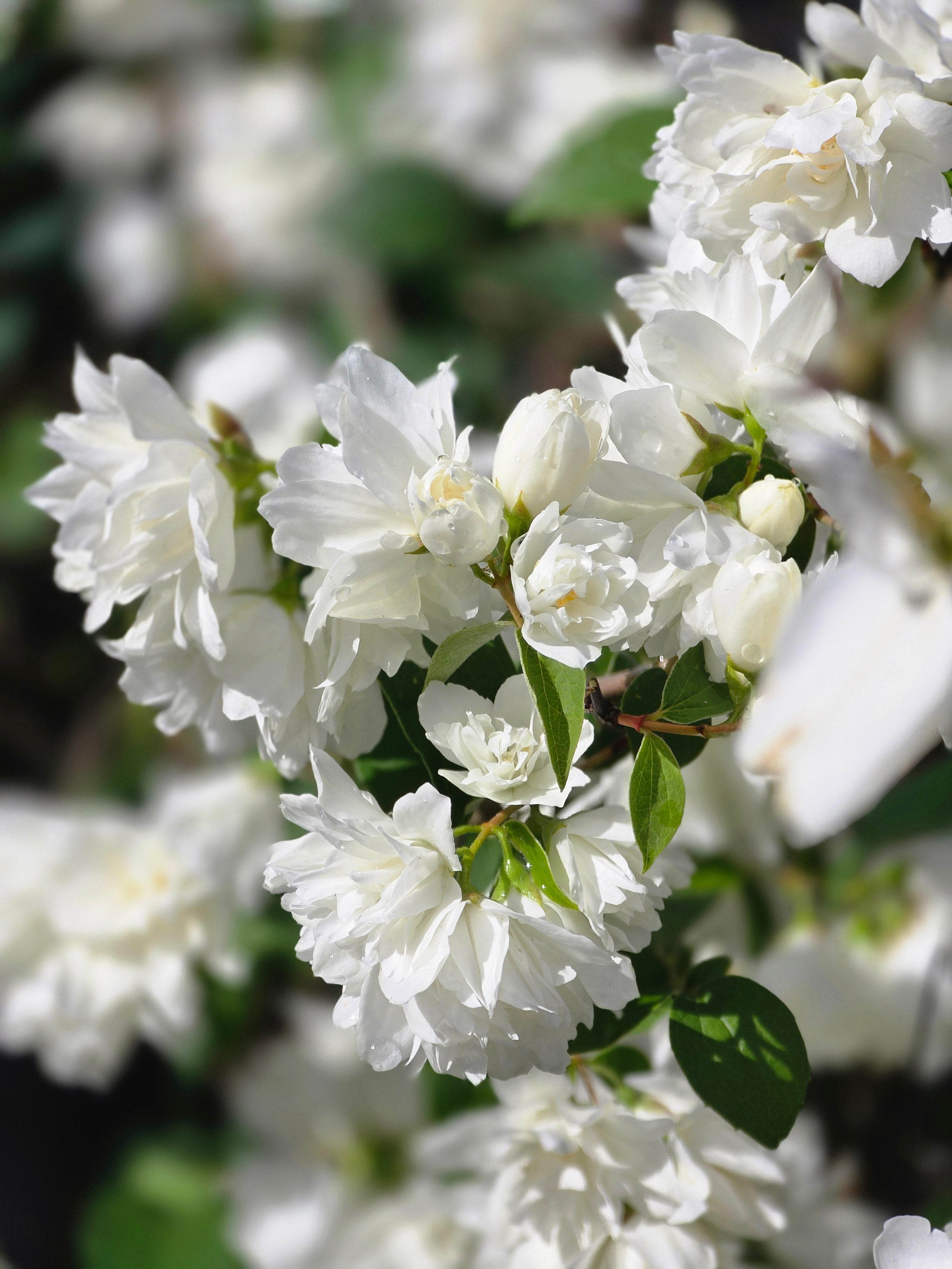 Gefüllter Gartenjasmin 'Schneesturm' - Philadelphus 'Schneesturm'