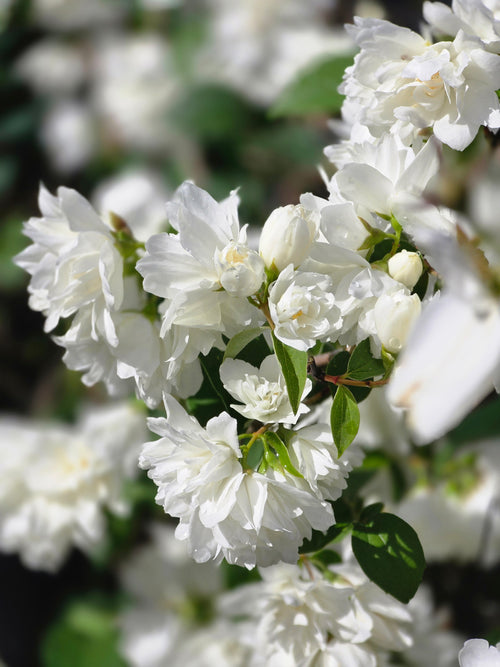 Gefüllter Gartenjasmin 'Schneesturm' - Philadelphus 'Schneesturm'