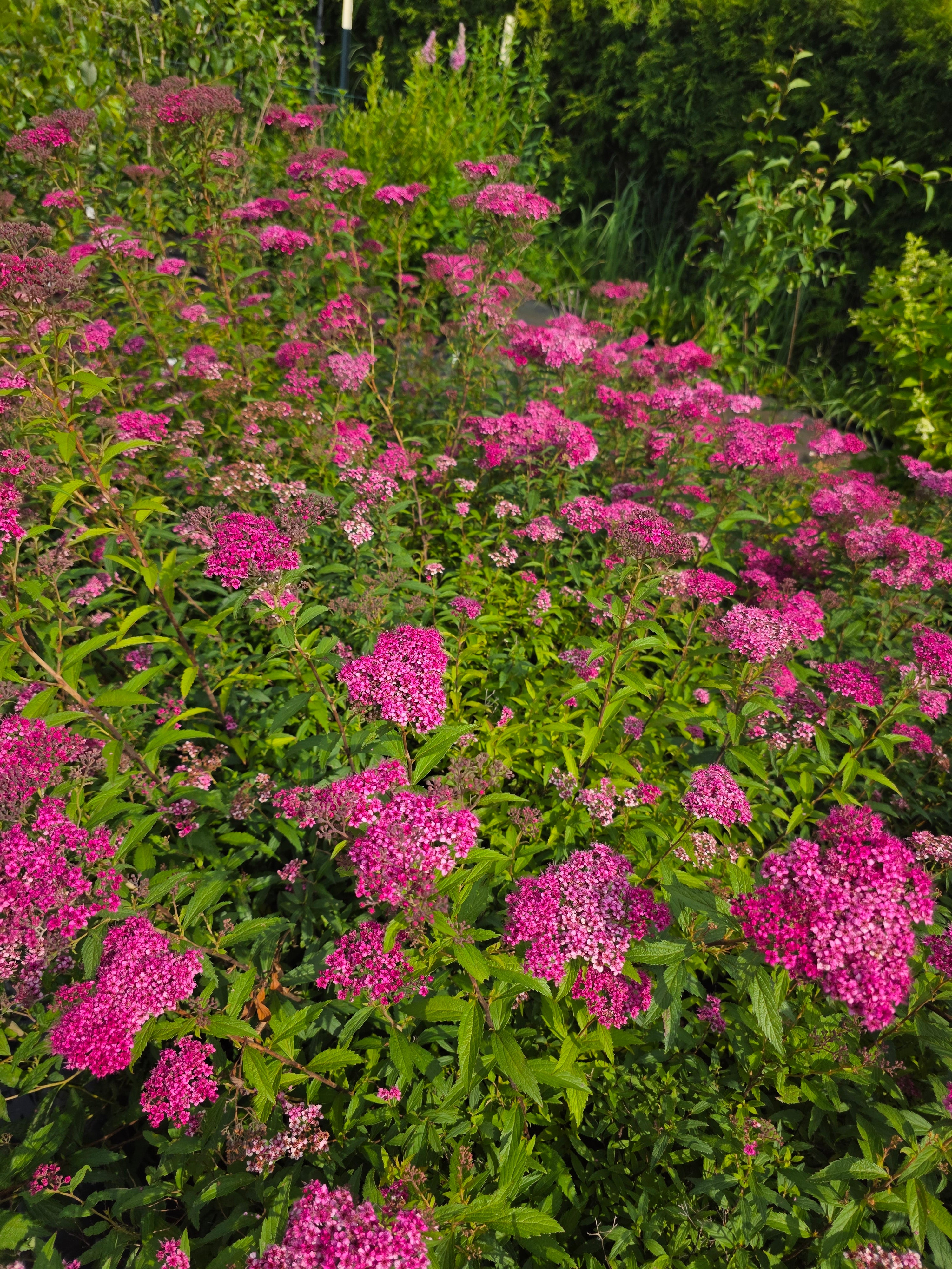 Rote Sommerspiere Anthony Waterer - Spiraea japonica 'Anthony Waterer'