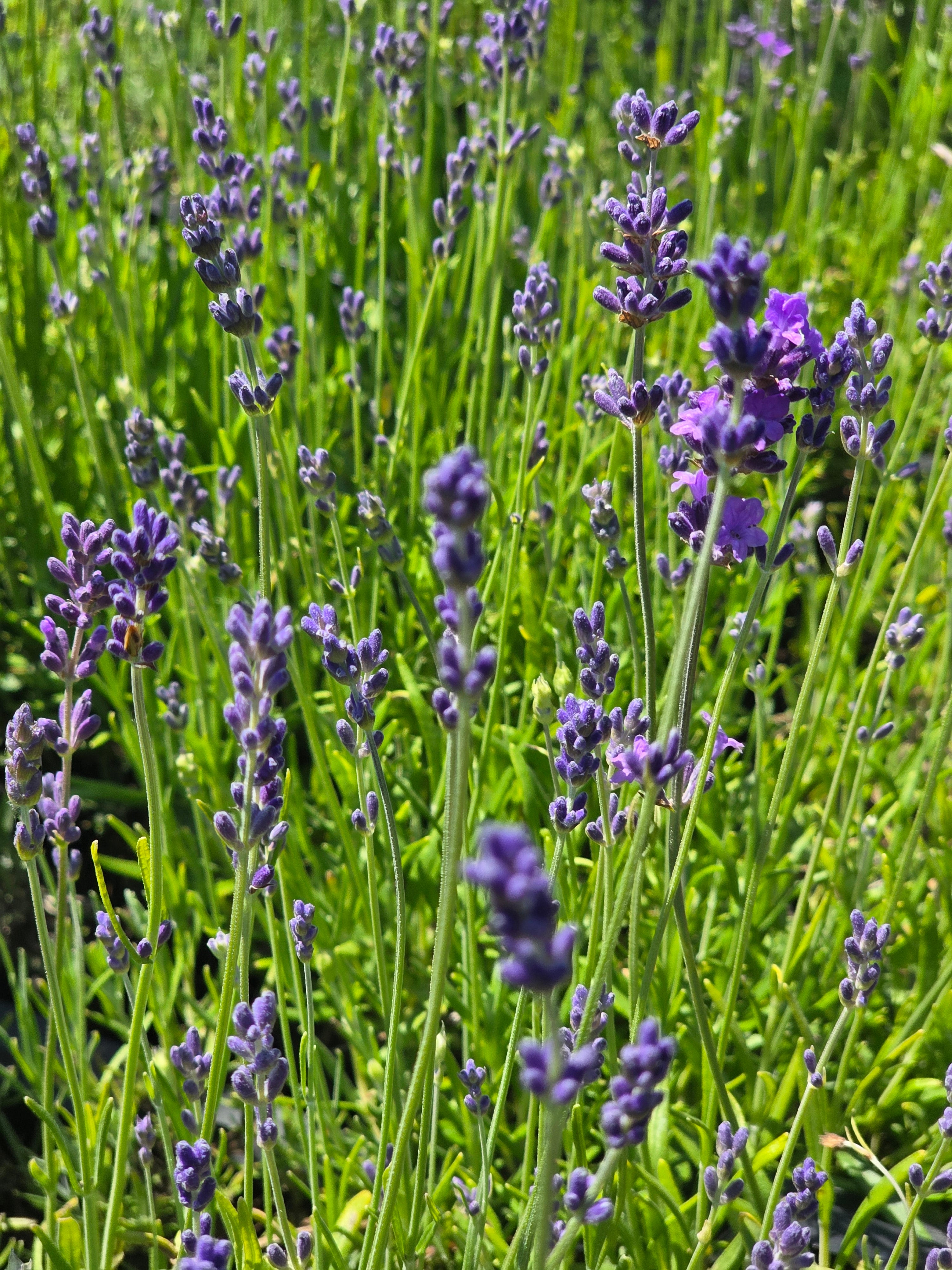 Echter Lavendel - Lavandula angustifolia