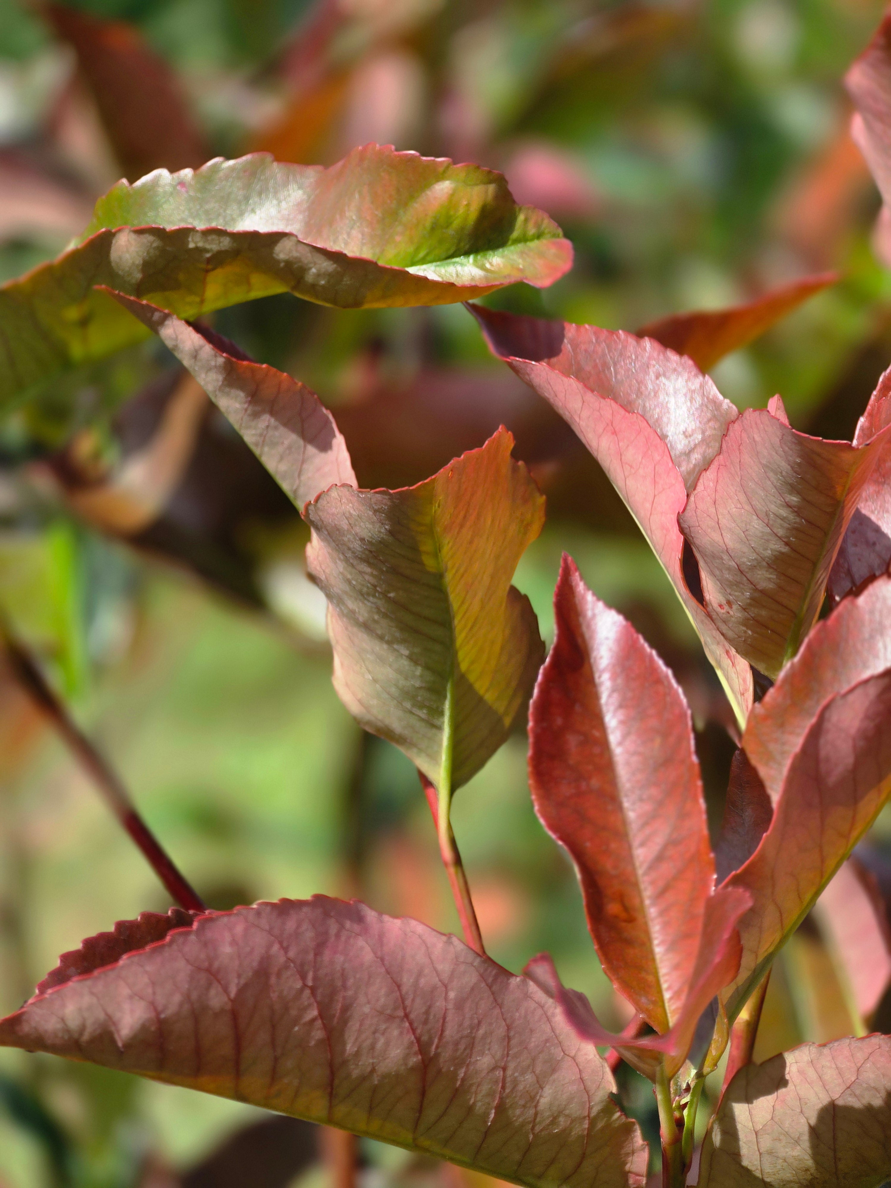 Glanzmispel 'Red Robin' - Photinia fraseri 'Red Robin'