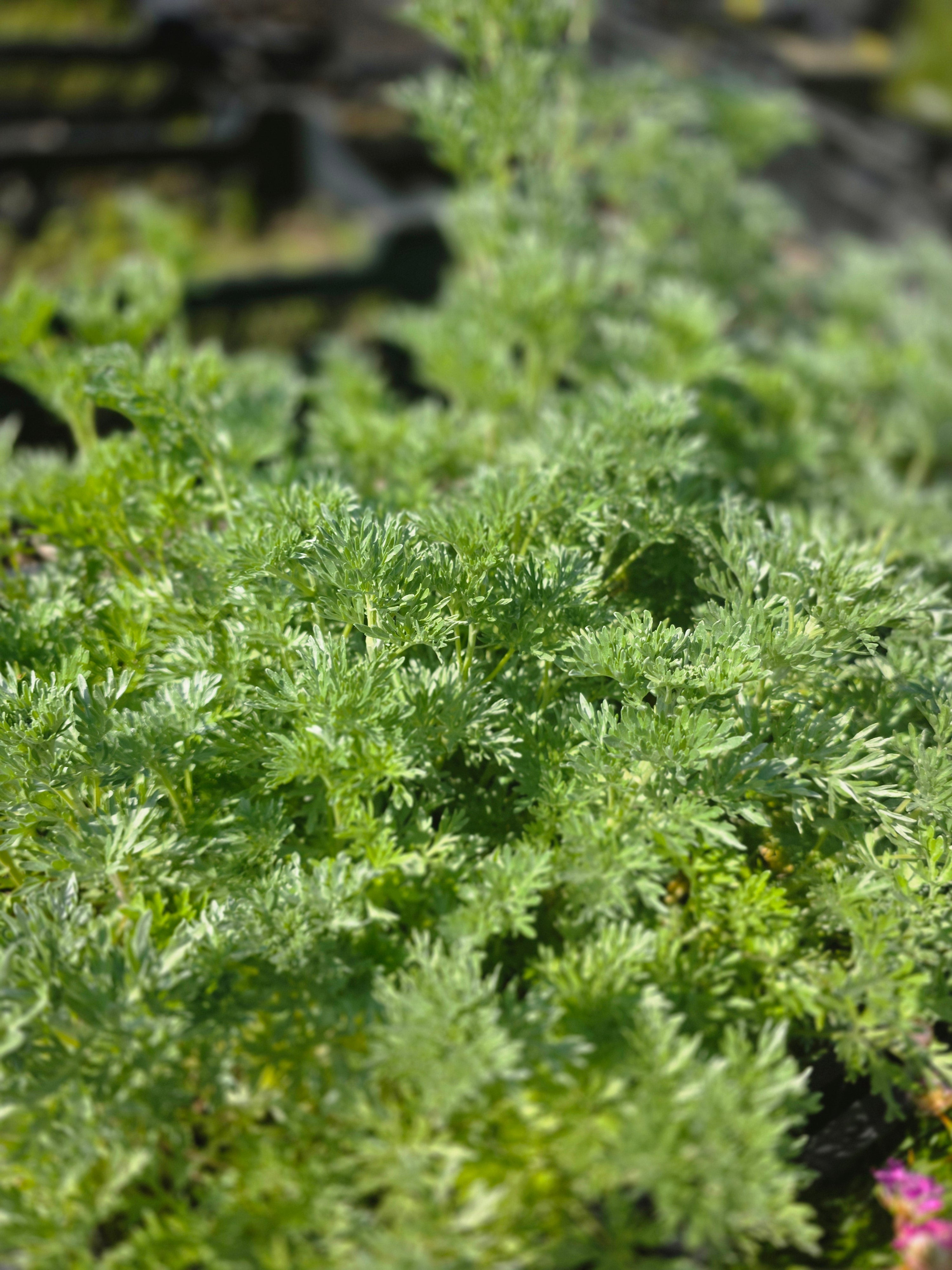 Echter Wermut - Artemisia absinthium