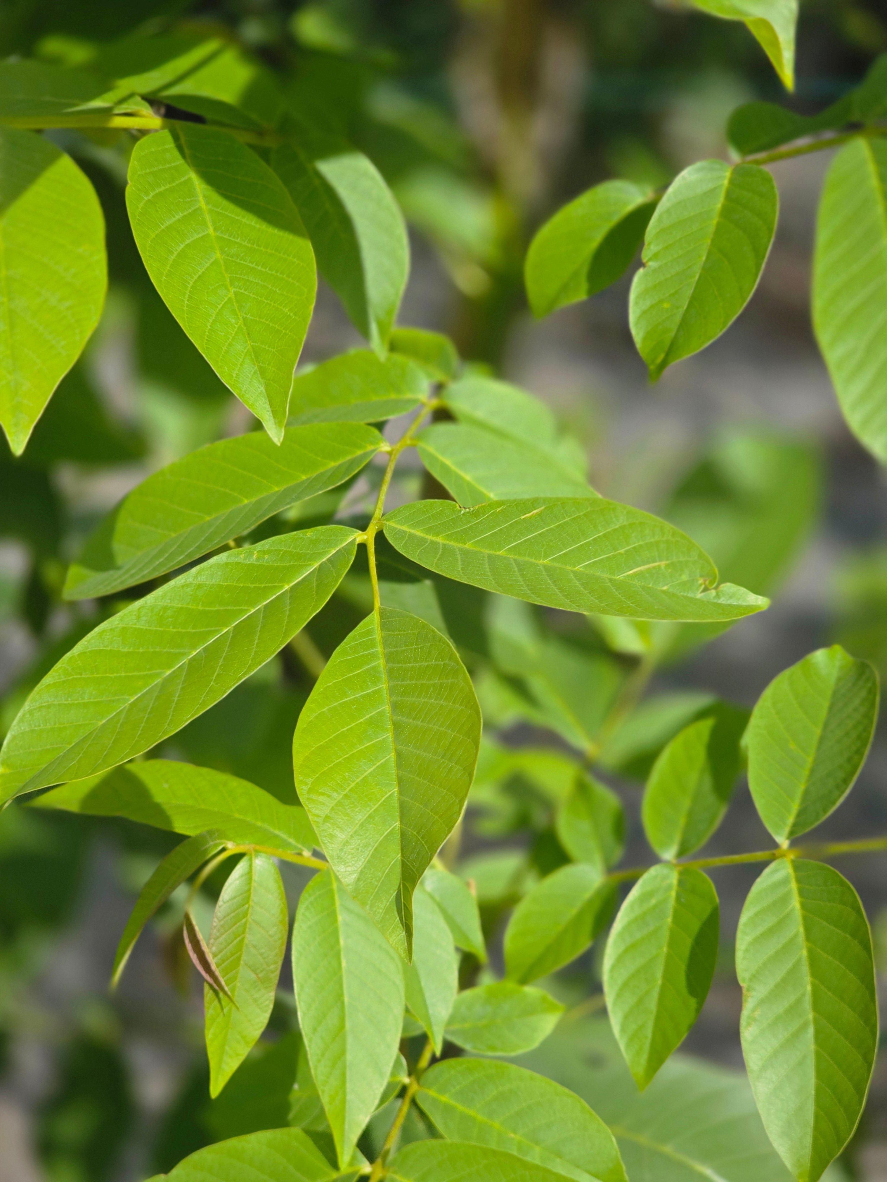 Echte Walnuss - Juglans regia