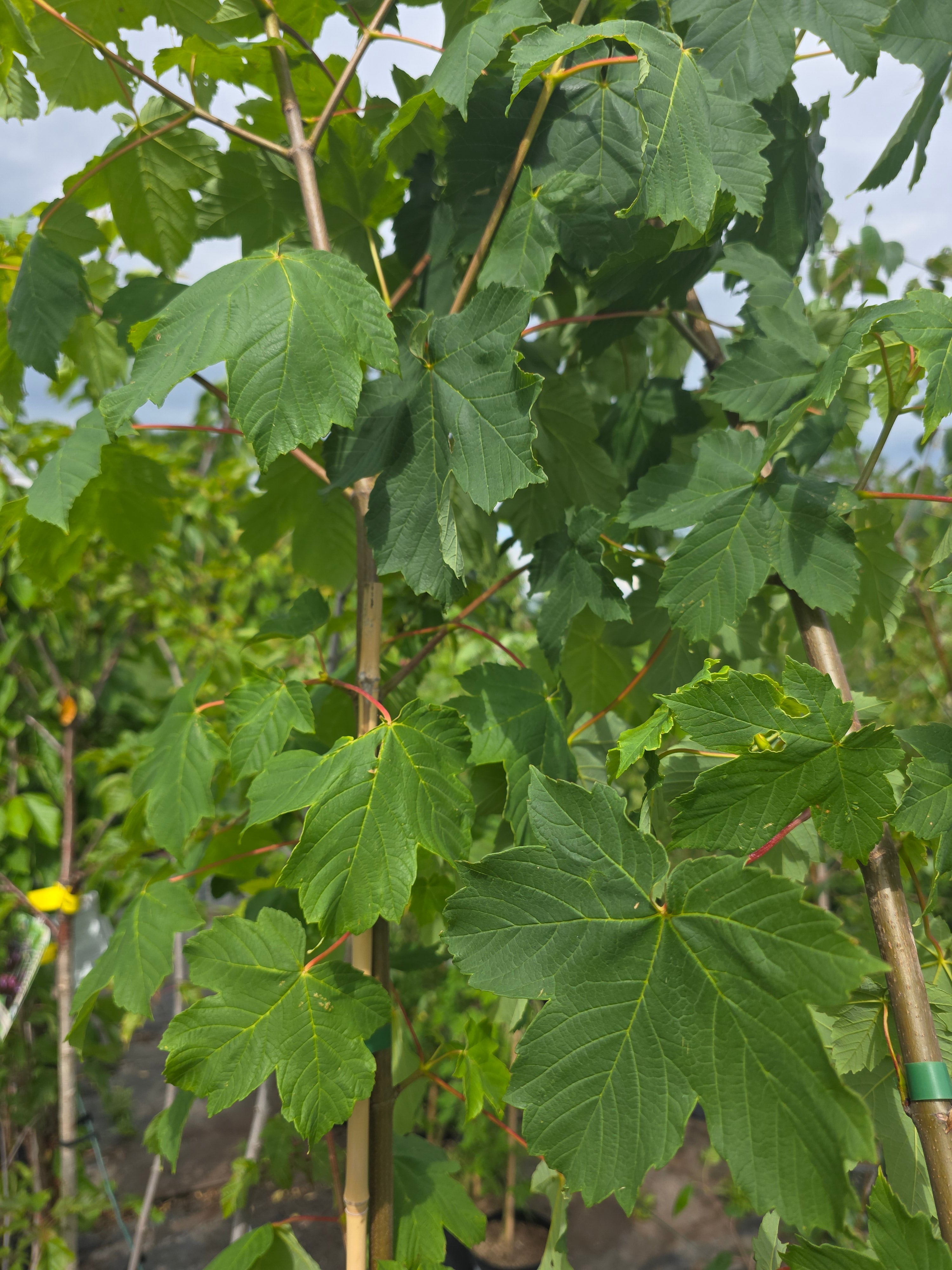 Bergahorn - Acer pseudoplatanus