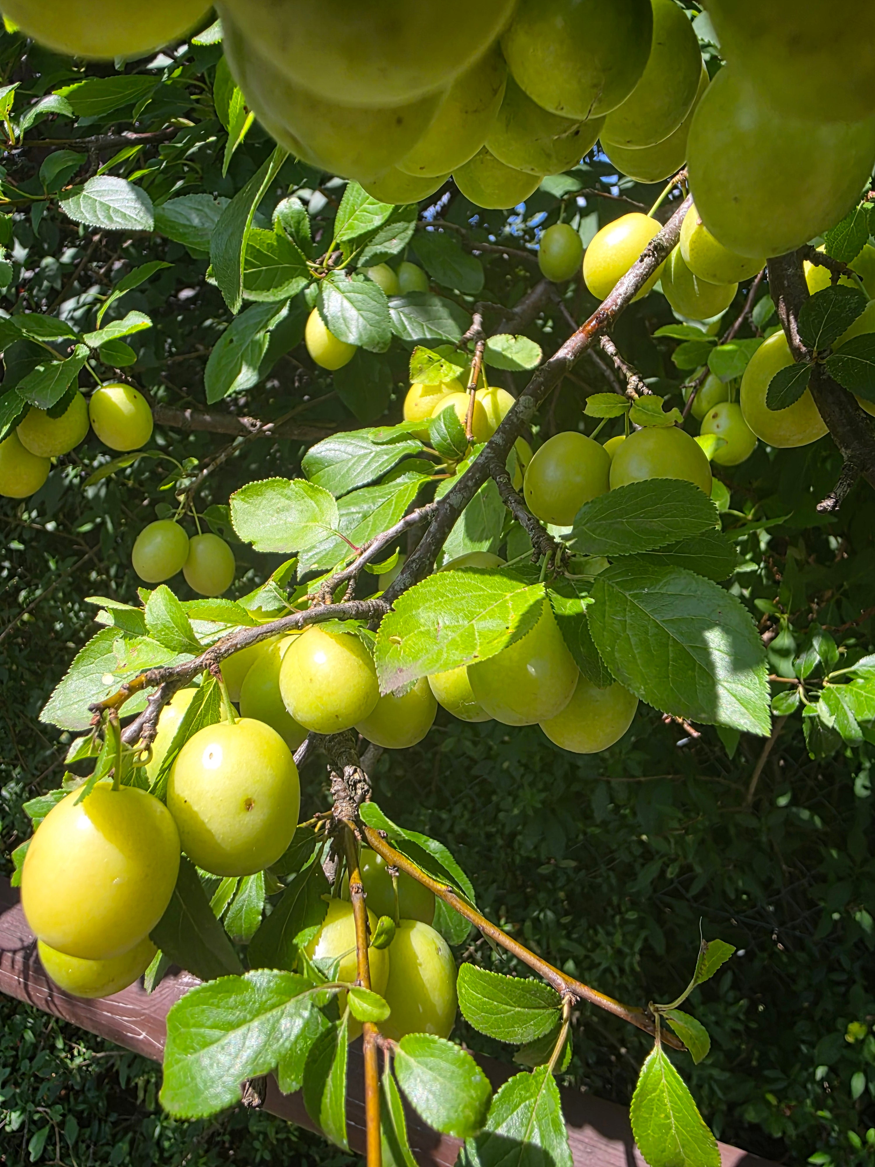 Mirabelle 'Von Nancy' - Prunus syriaca 'Von Nancy' CAC