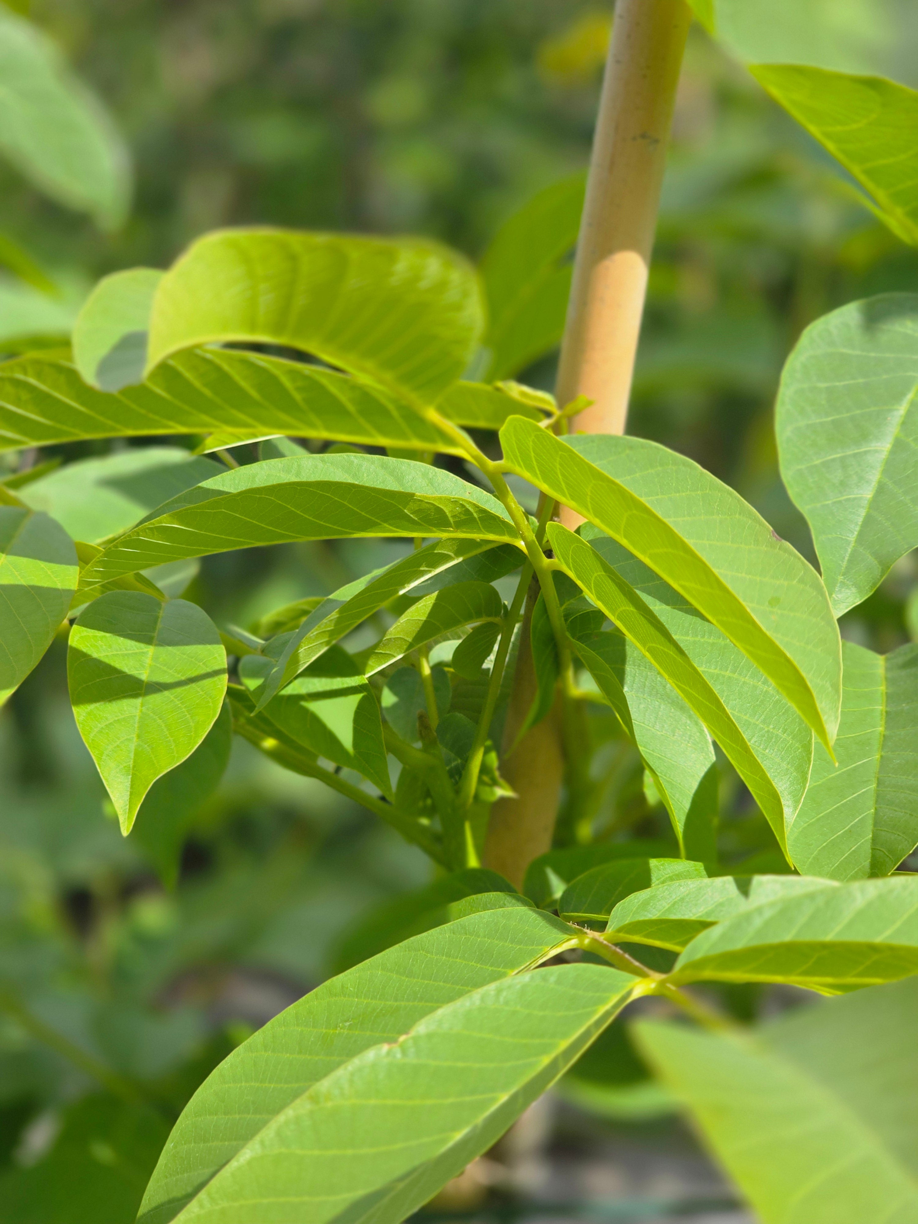 Echte Walnuss - Juglans regia