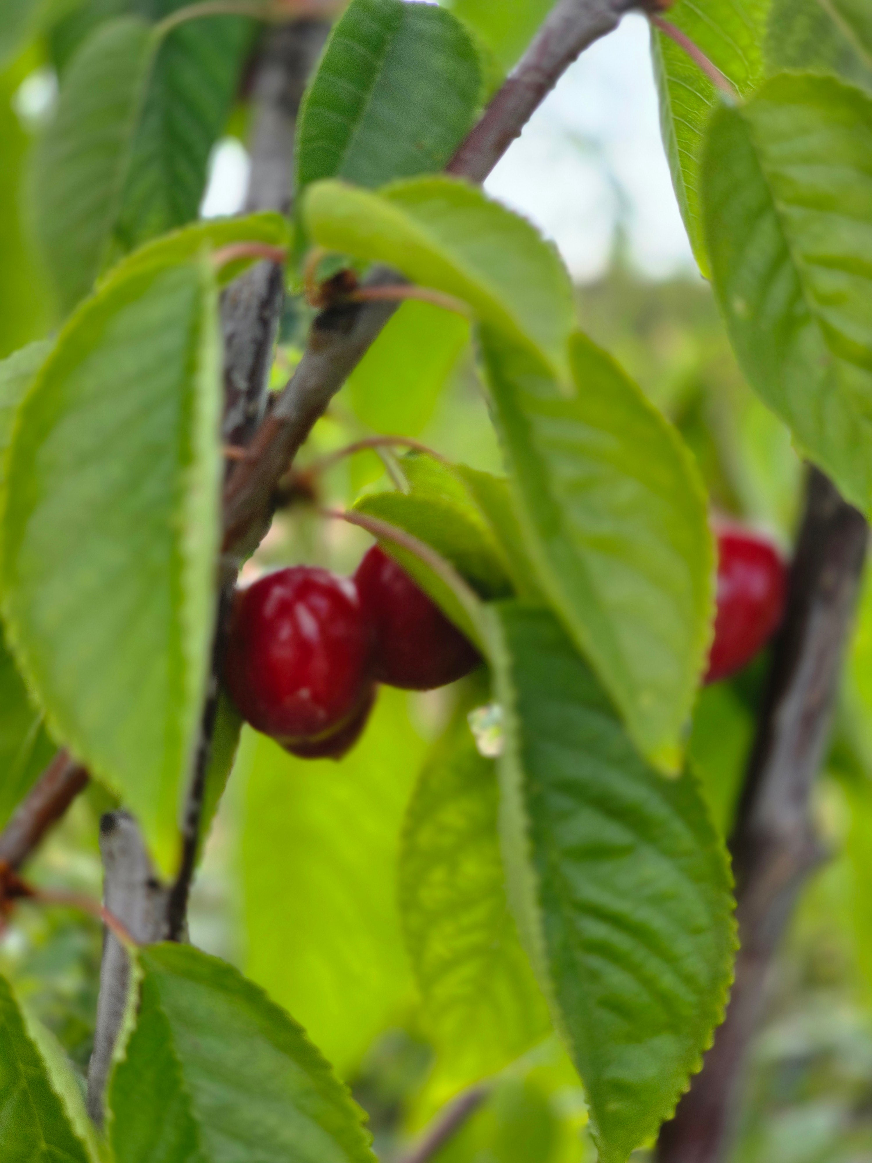 Süßkirsche 'Schneiders Späte Knorpel' 6.KW - Prunus avium 'Schn. Späte Knorpelkir.' CAC