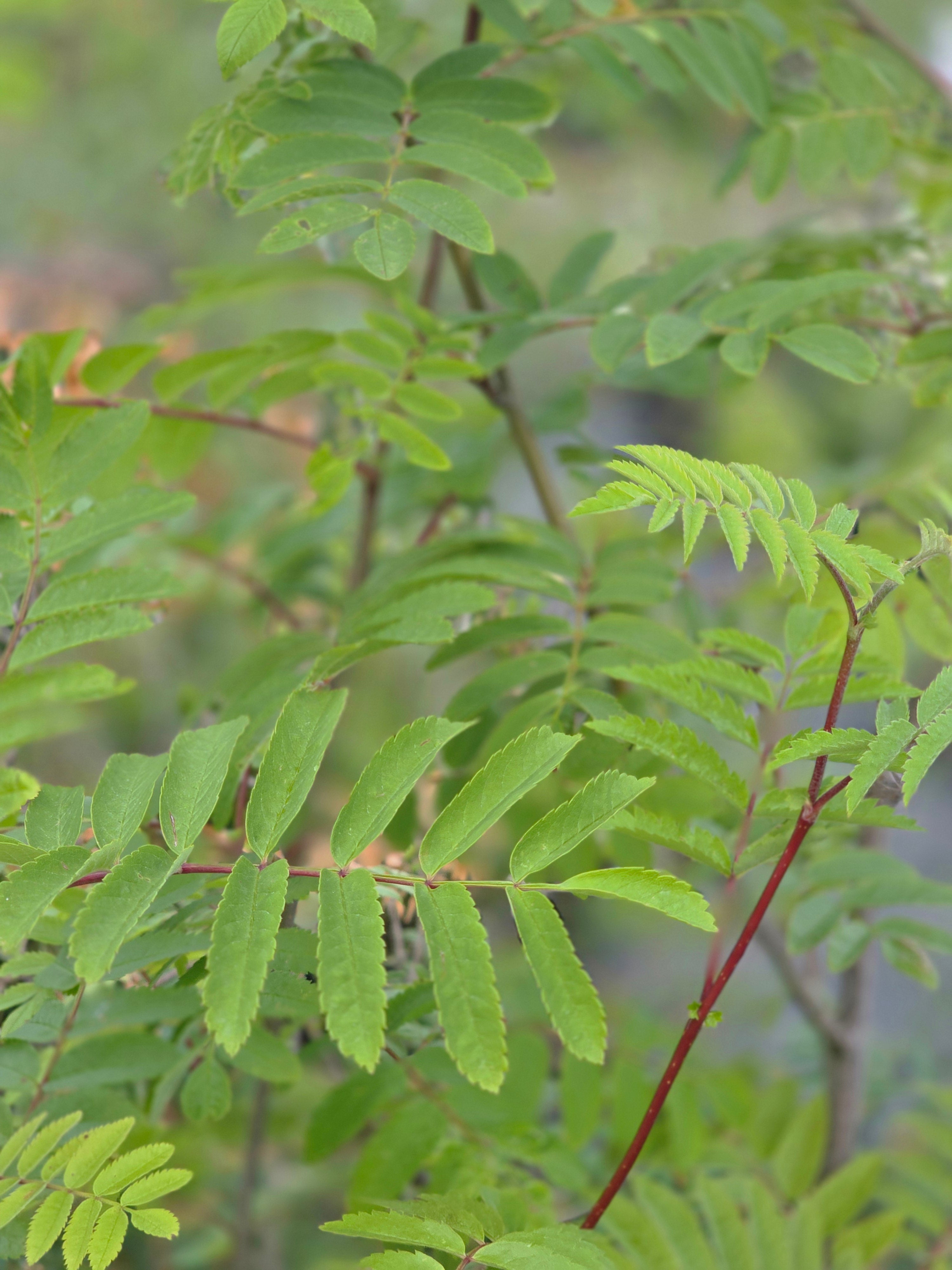 Pyramiden-Eberesche - Sorbus aucuparia 'Fastigiata'