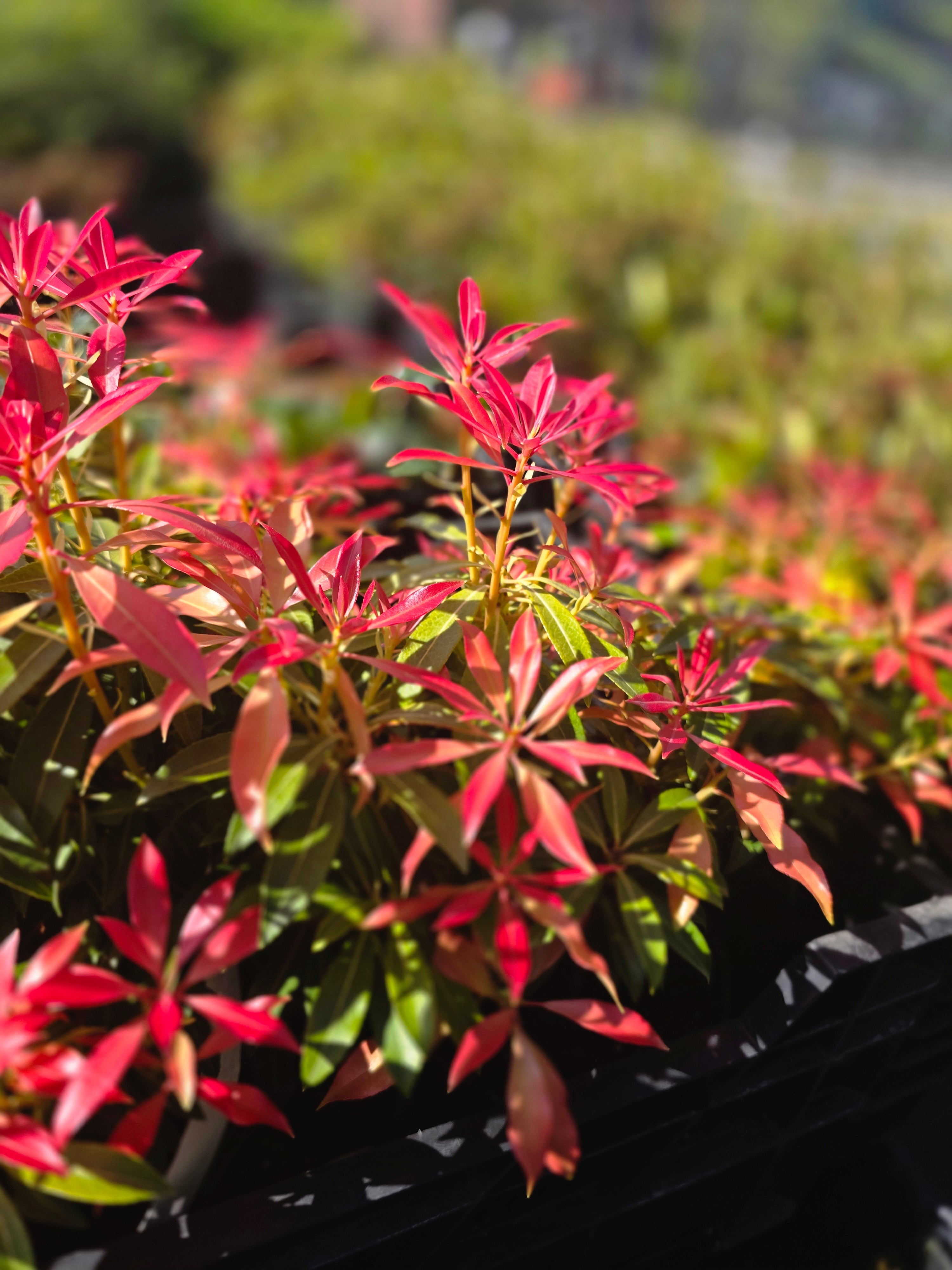 Schattenglöckchen 'Forest Flame' - Pieris japonica 'Forest Flame'