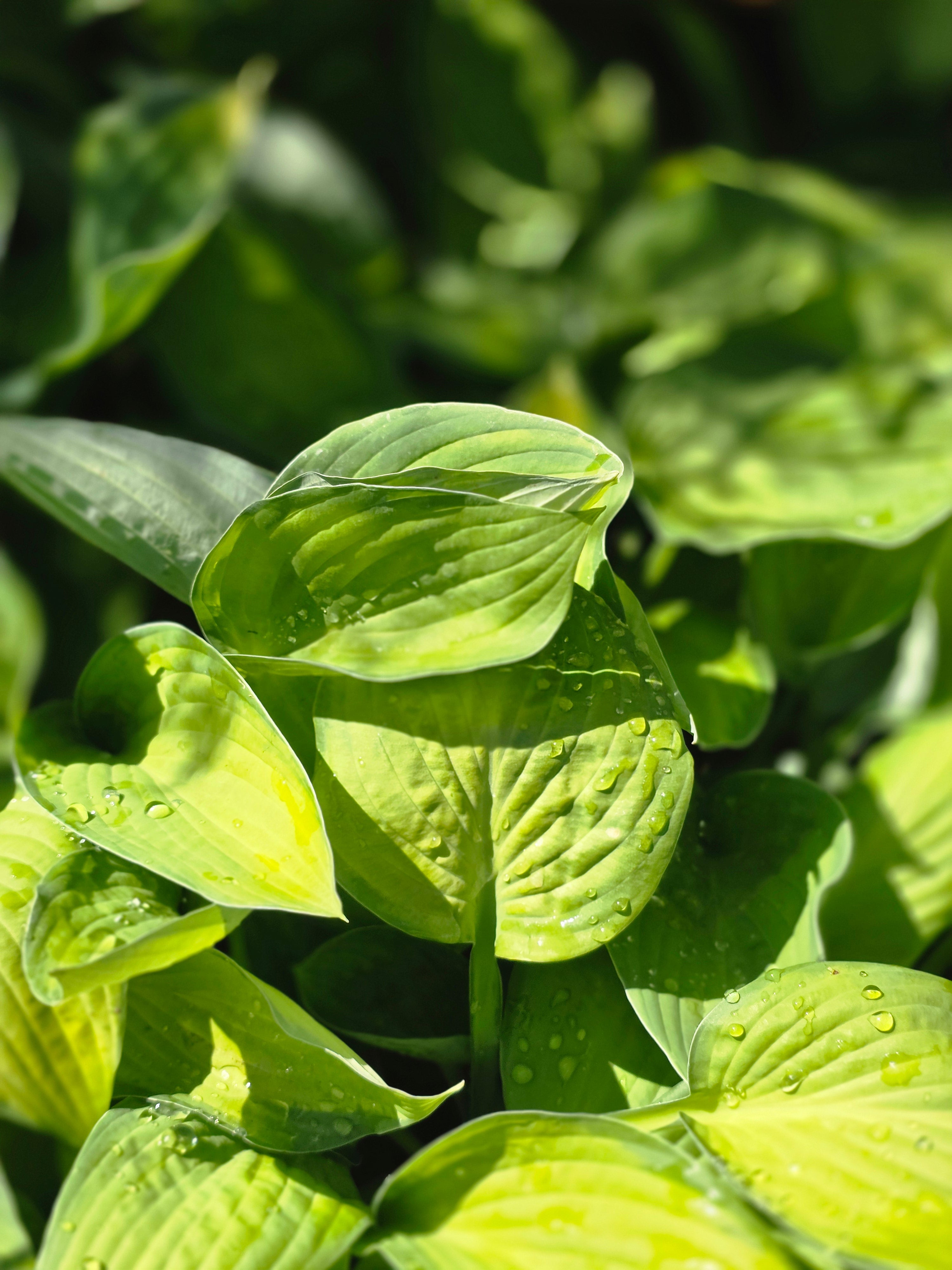 Graublättrige, gelbgrüne Garten-Funkie Gold Standard - Hosta x fortunei 'Gold Standard'