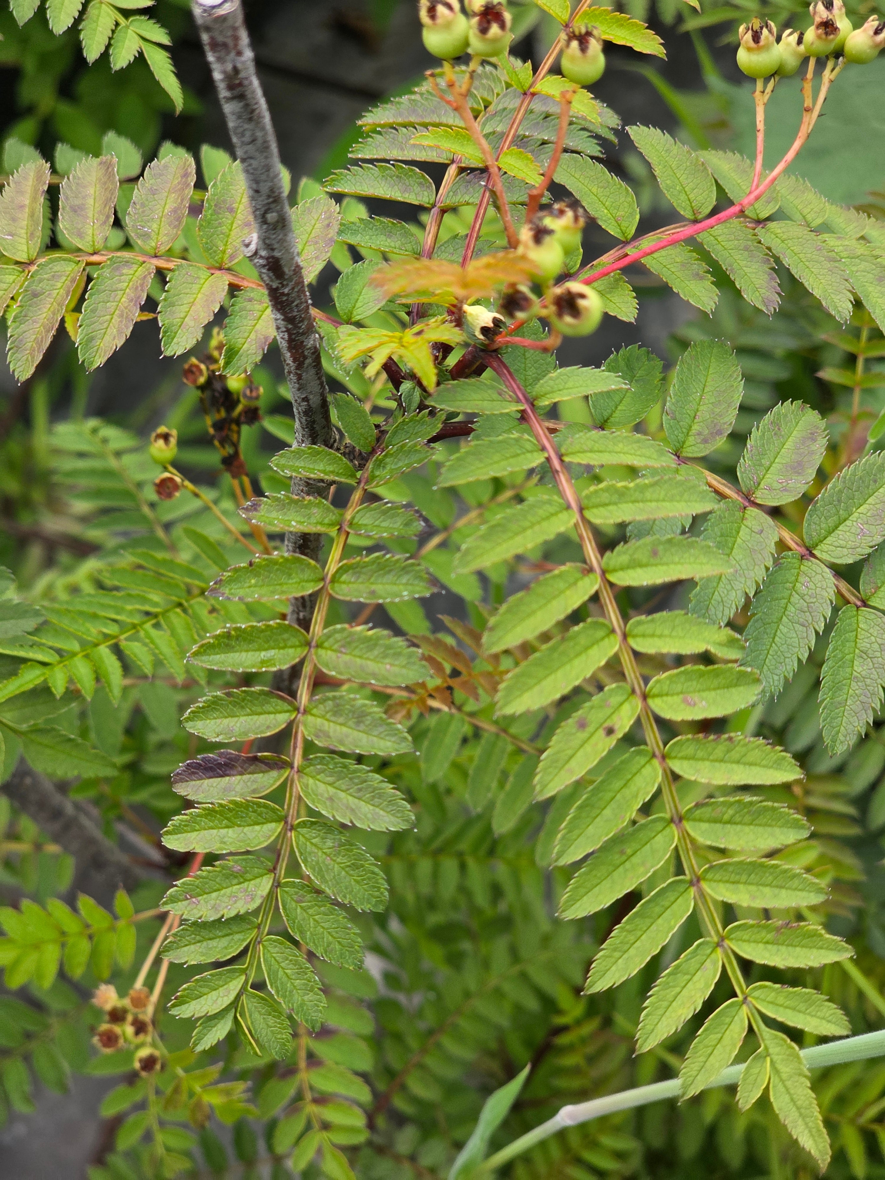 Strauch-Eberesche - Sorbus koehneana