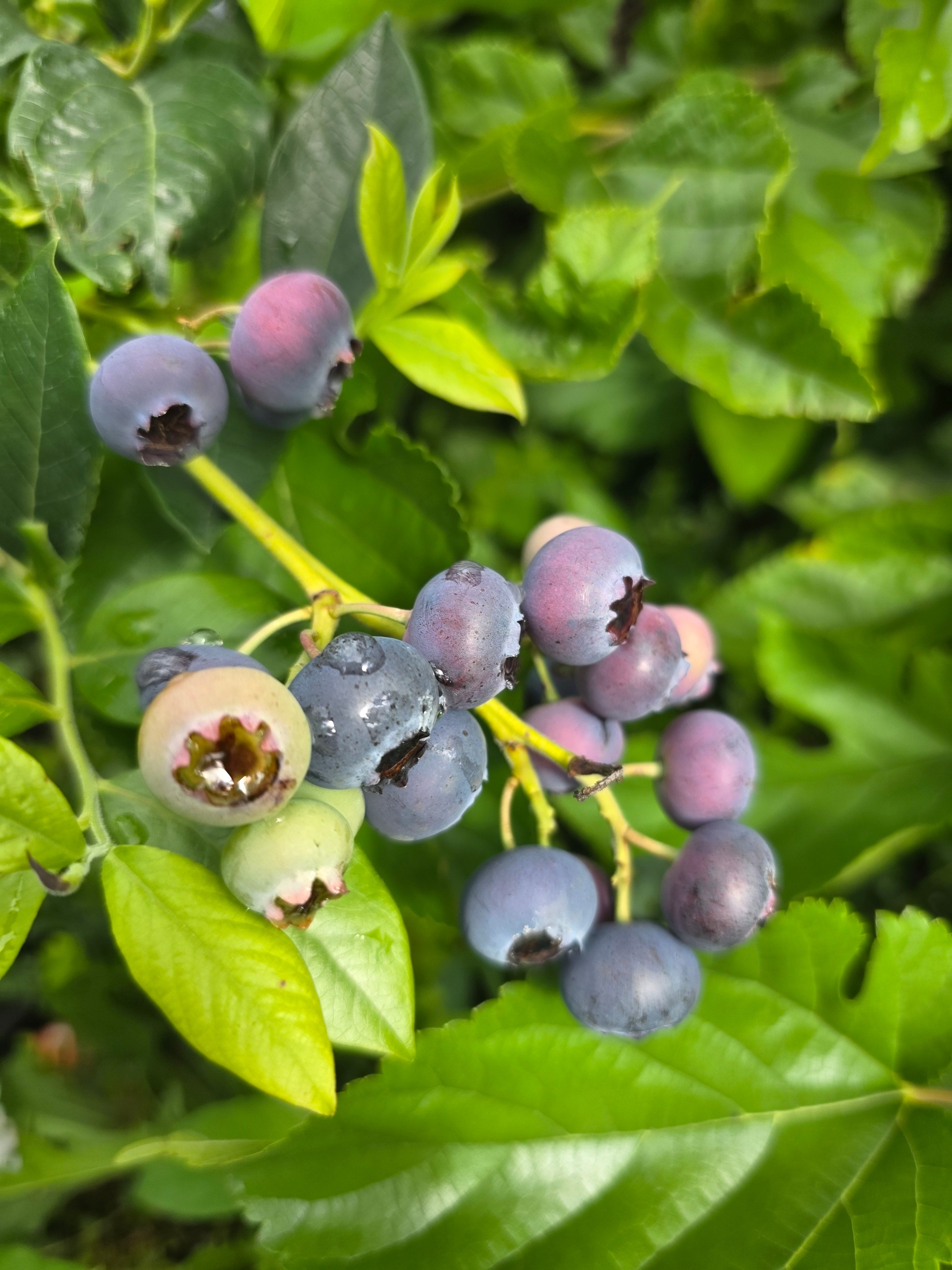 Heidelbeere 'Elisabeth - Vaccinium corymb.'Elisabeth'