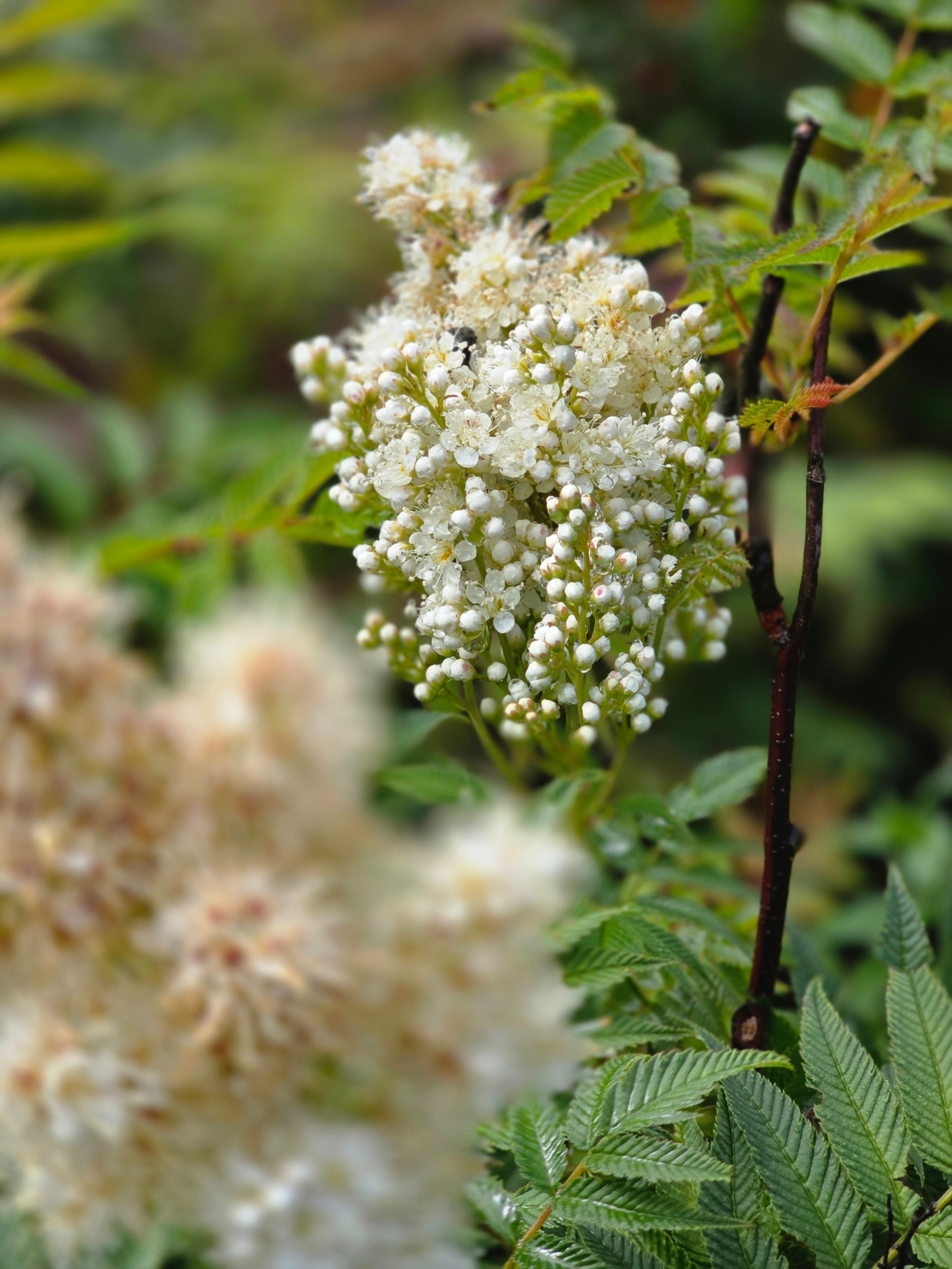 Niedrige Fiederspiere 'Sem' - Sorbaria sorbifolia 'Sem' -S-