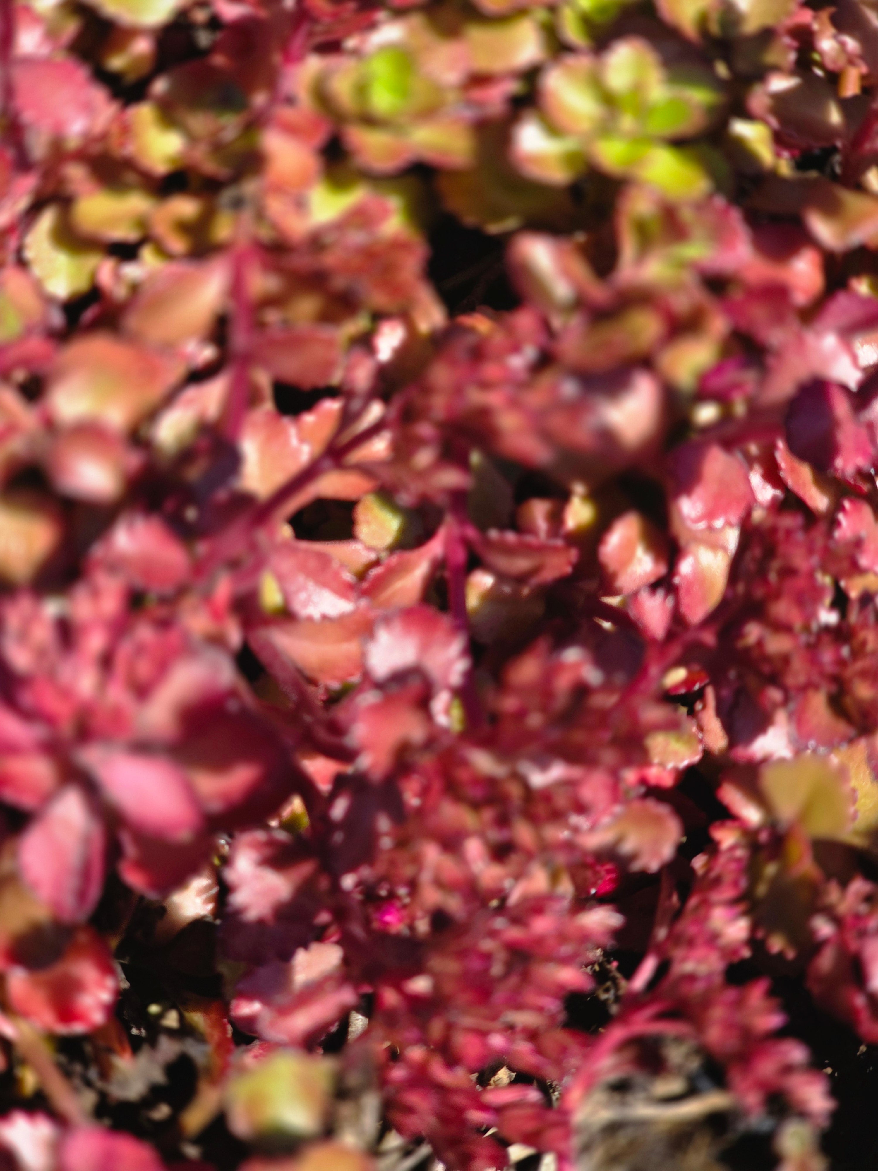 Garten-Teppich-Fettblatt Fuldaglut - Sedum spurium 'Fuldaglut'