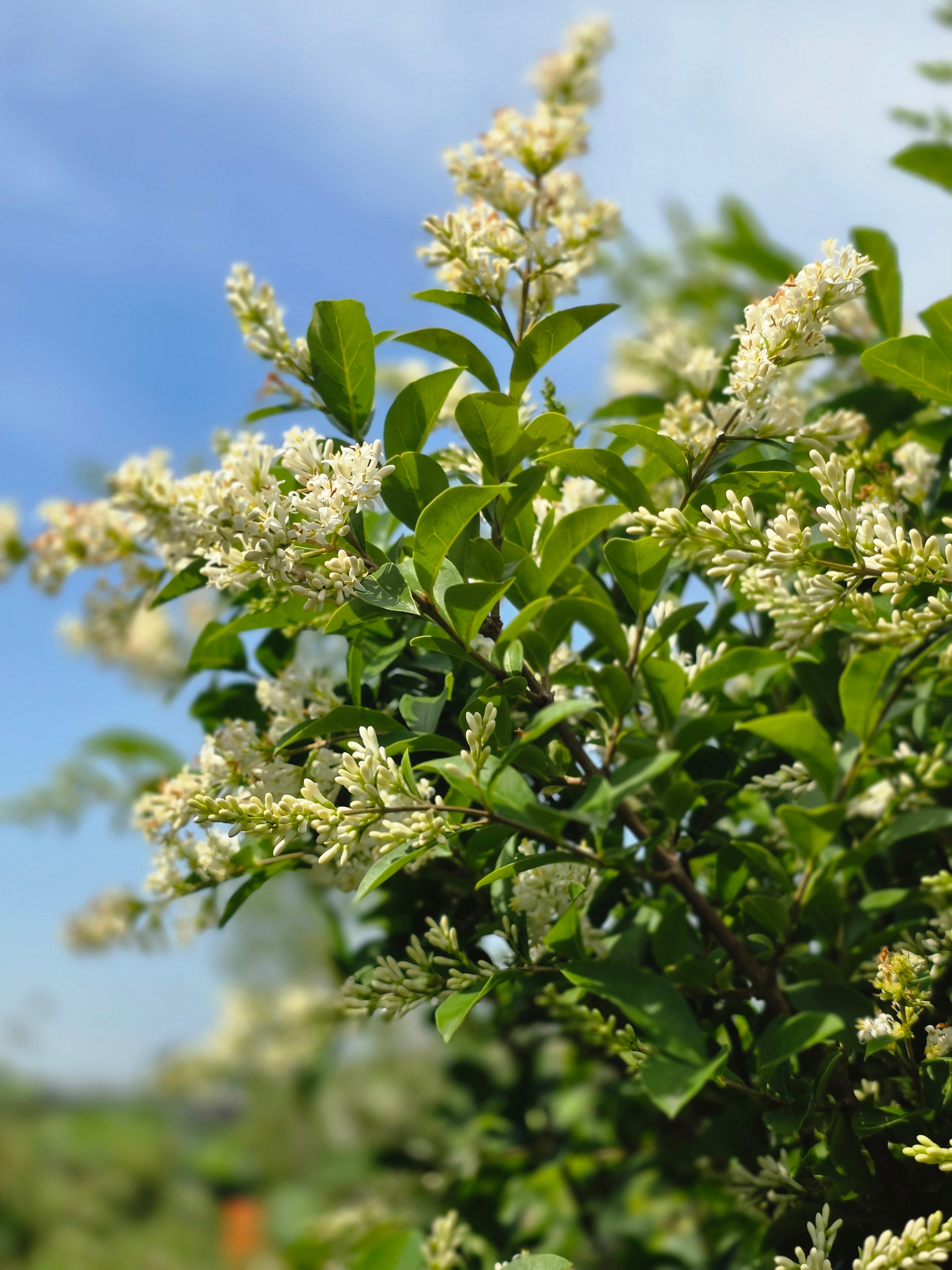 Gemeiner Liguster - Ligustrum vulgare