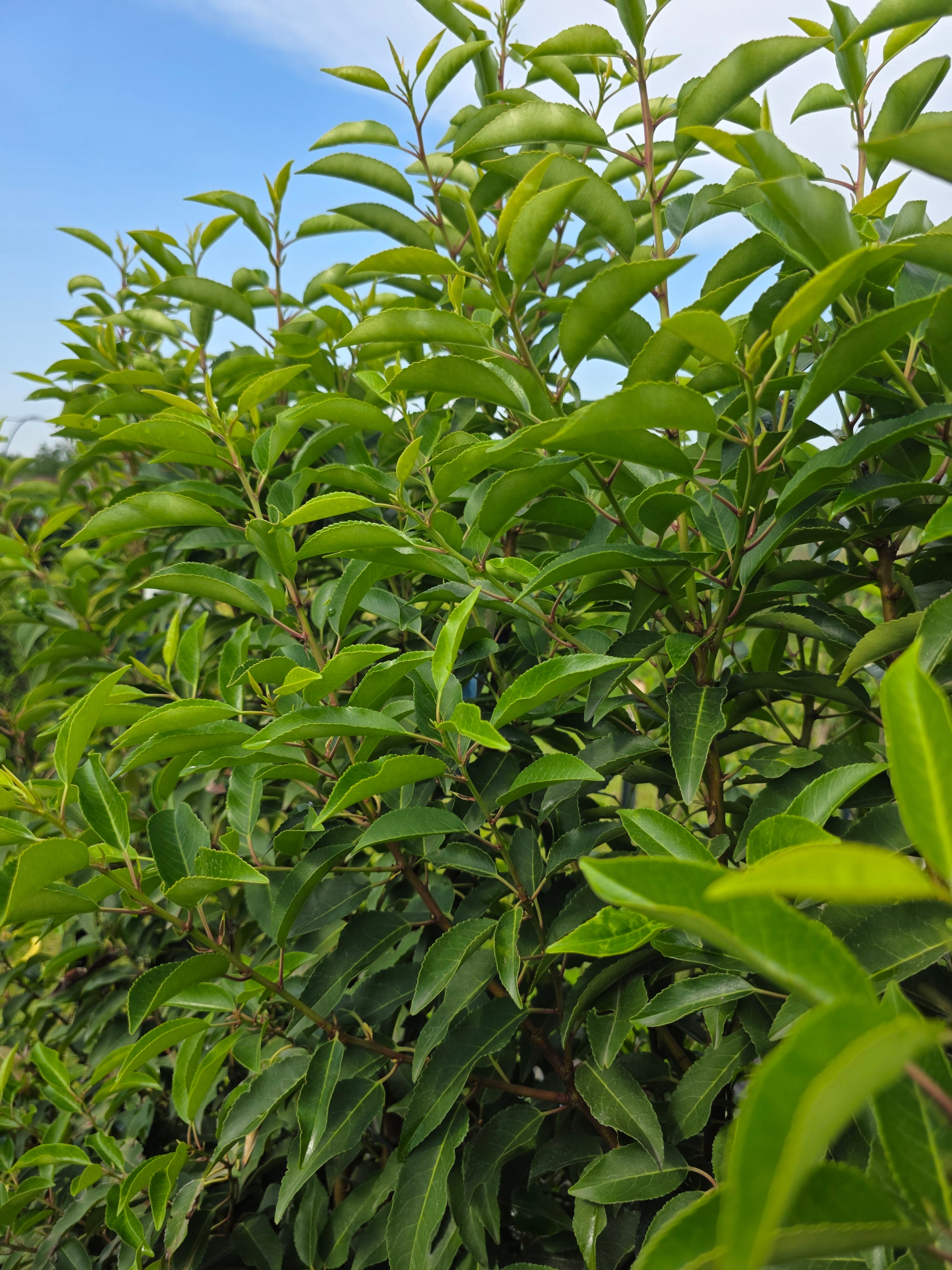 Portugiesischer Kirschloorbeer / Portugiesische Lorbeerkirsche - Prunus lusitanica