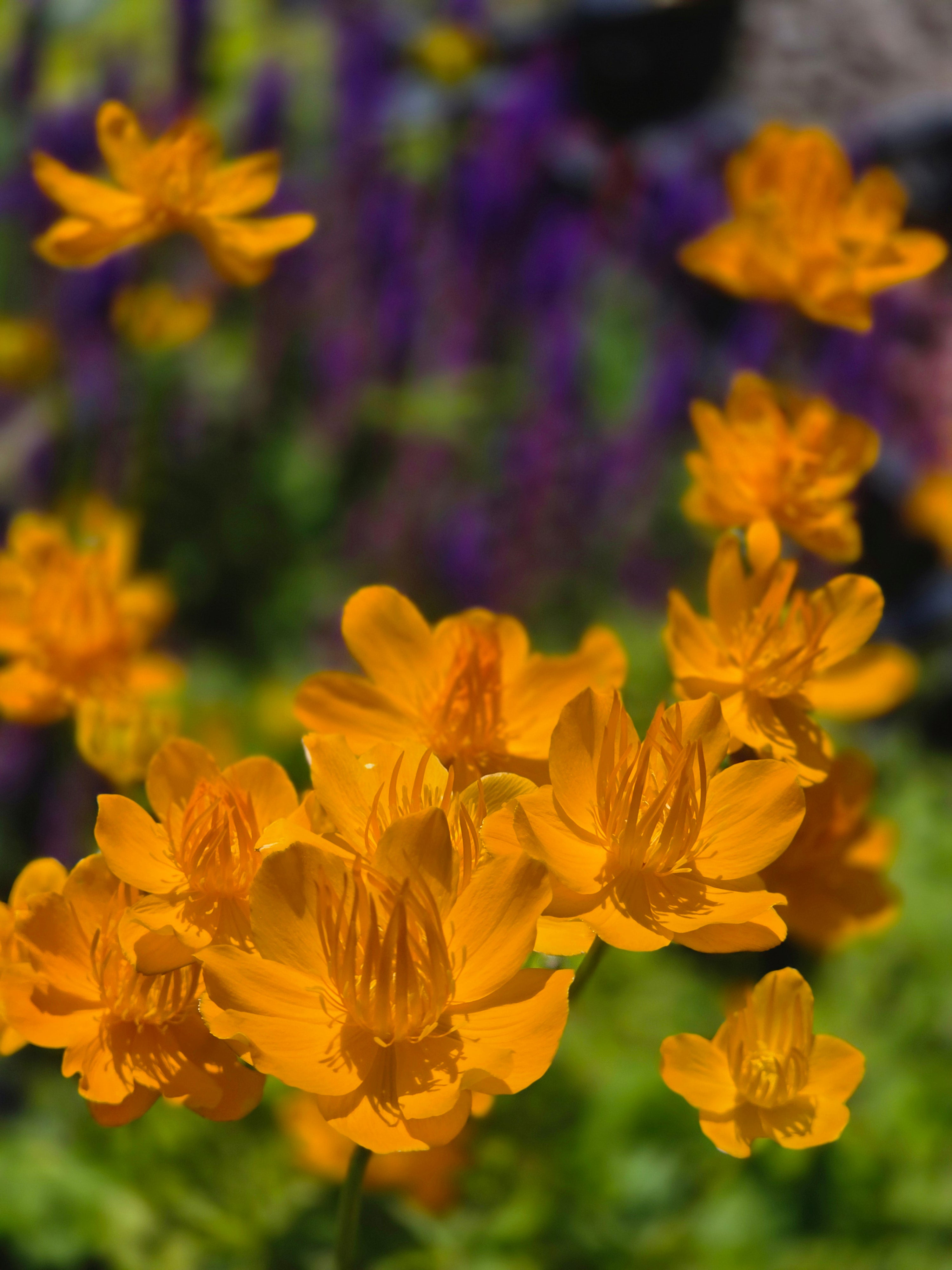 Garten-Trollblume - Trollius chinensis 'Golden Queen'