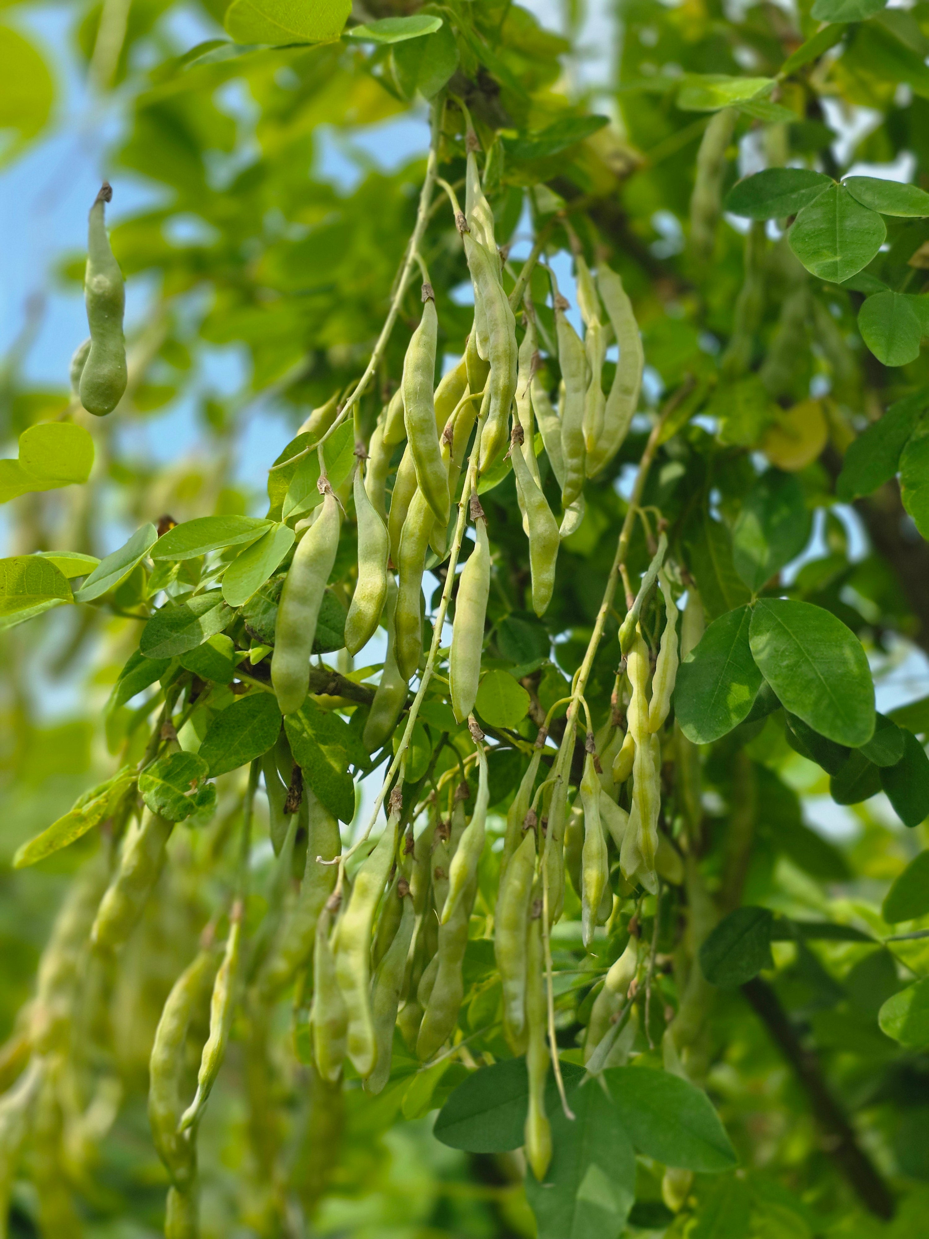 Gemeiner Goldregen - Laburnum anagyroides