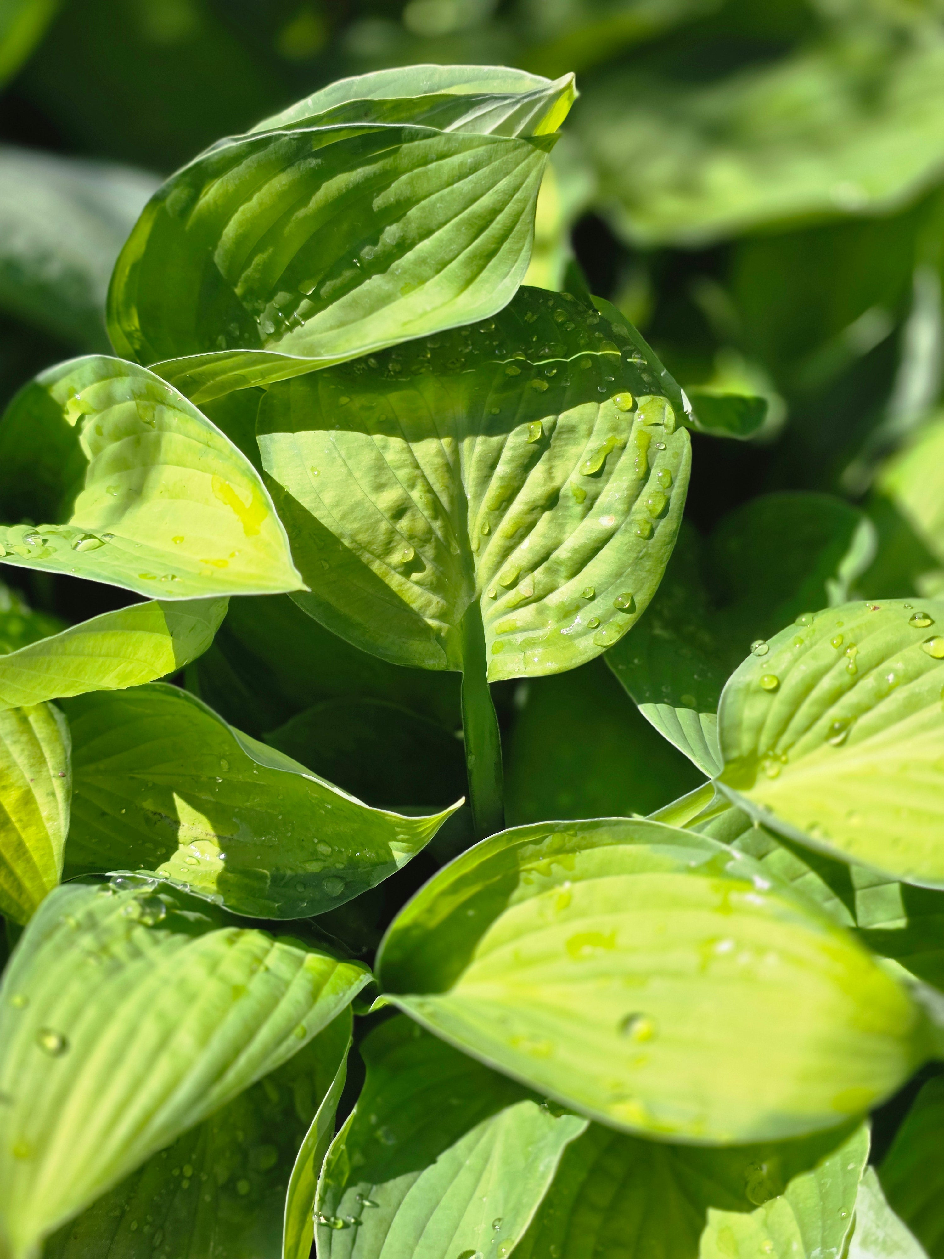 Graublättrige, gelbgrüne Garten-Funkie Gold Standard - Hosta x fortunei 'Gold Standard'