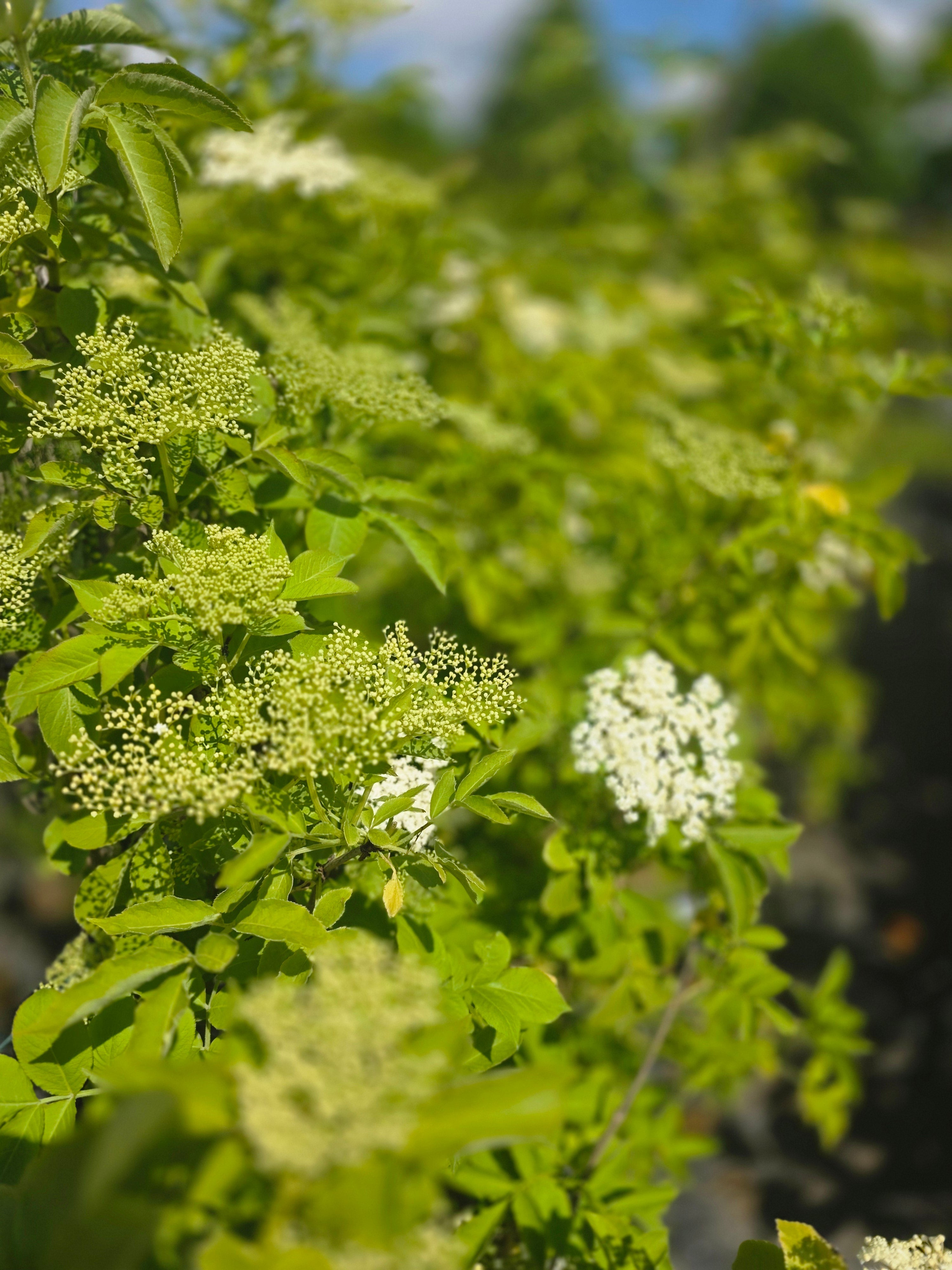 Schwarzer Holunder - Sambucus nigra