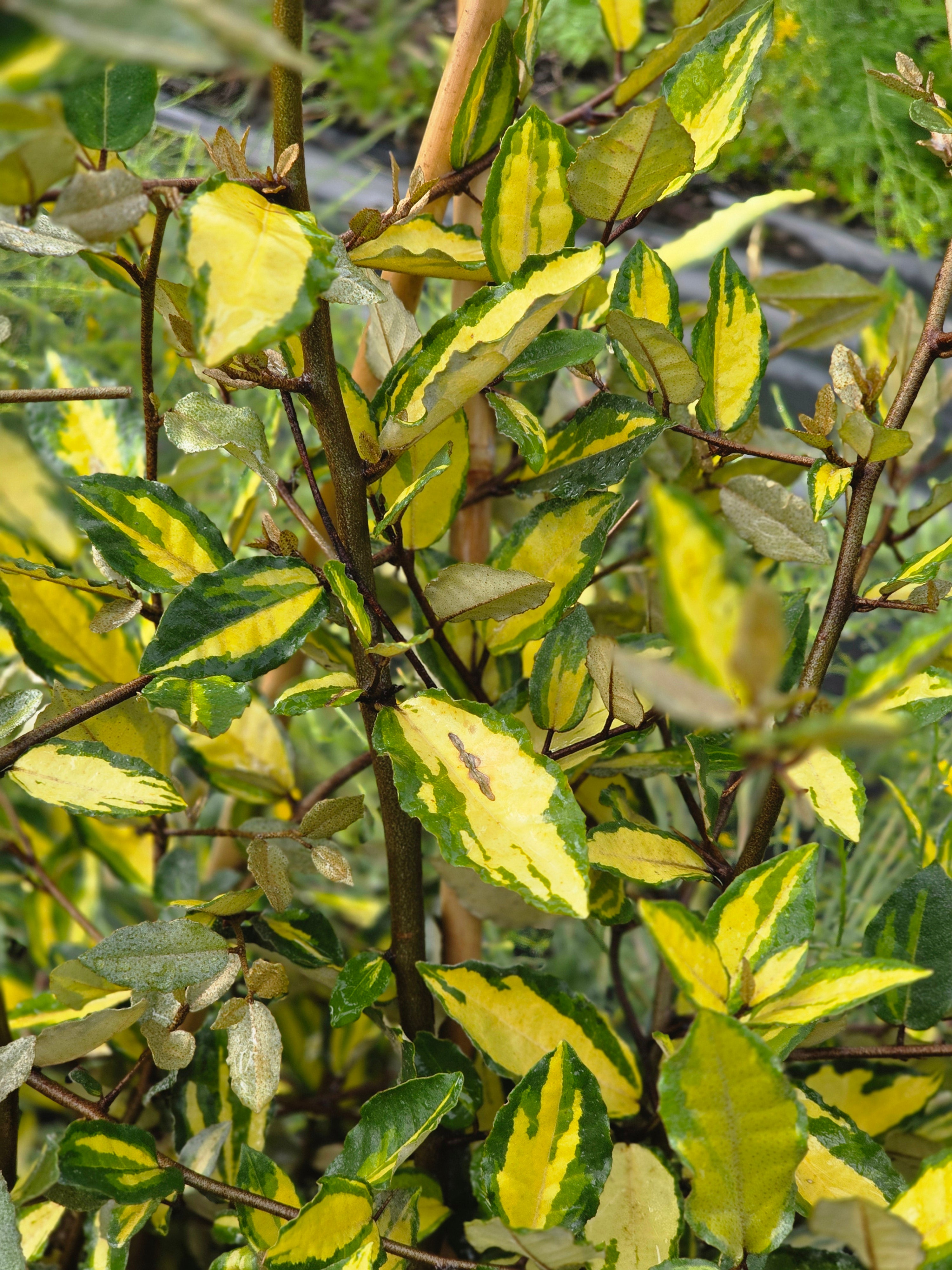 Buntlaubige Ölweide - Elaeagnus pungens 'Maculata'