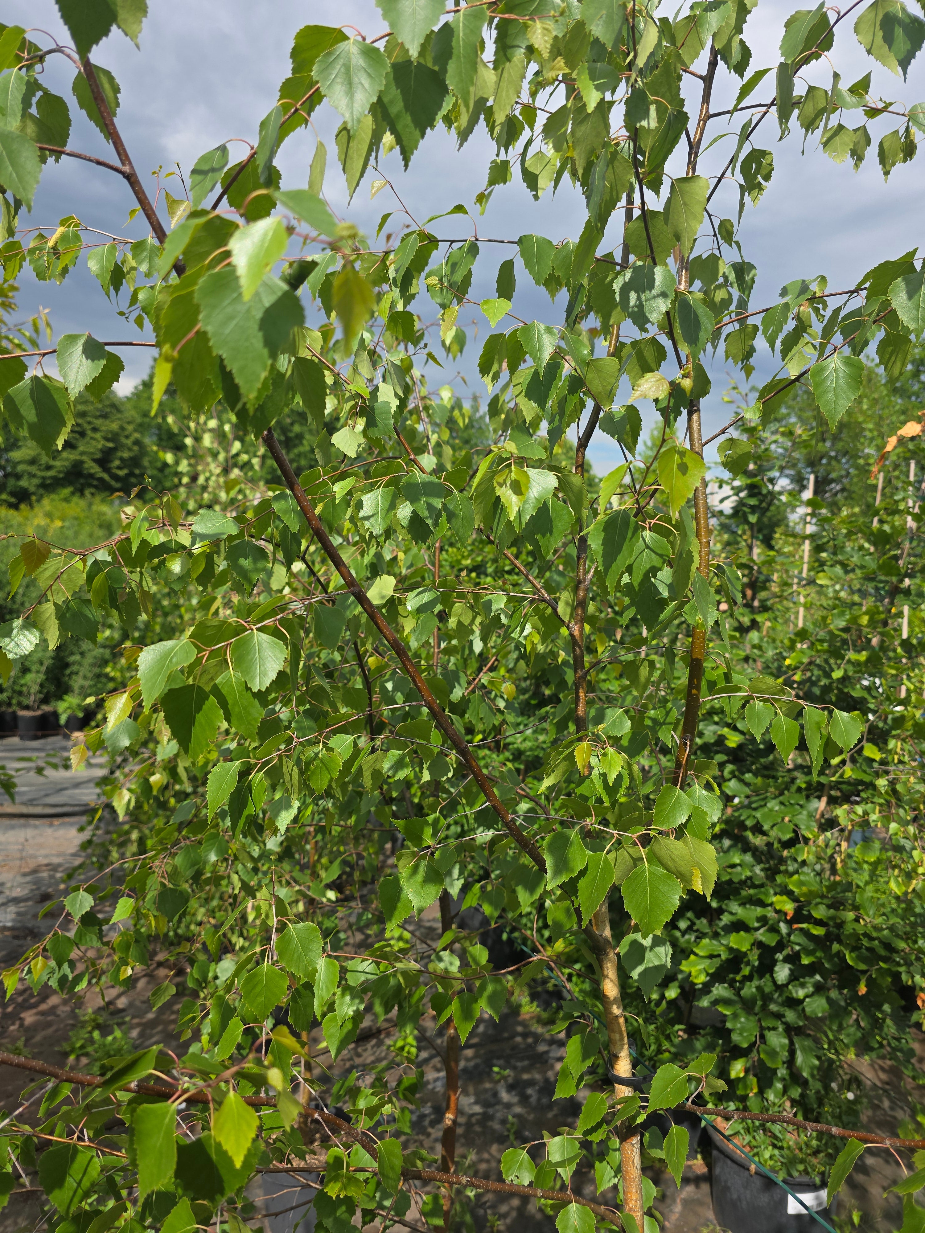 Trauerbirke - Betula pendula 'Youngii'