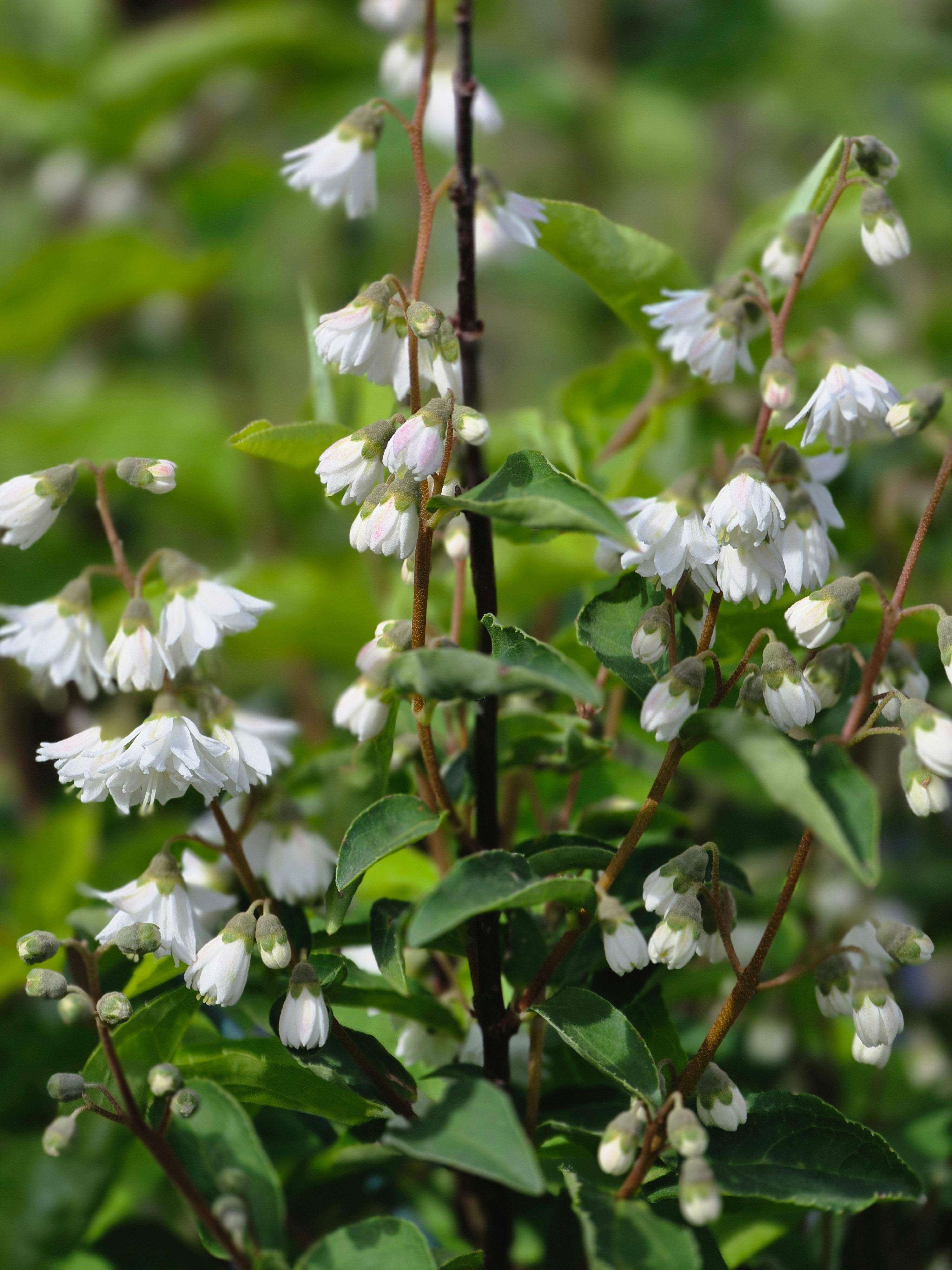 Gefüllter Sternchenstrauch 'Plena' - Deutzia scabra 'Plena'