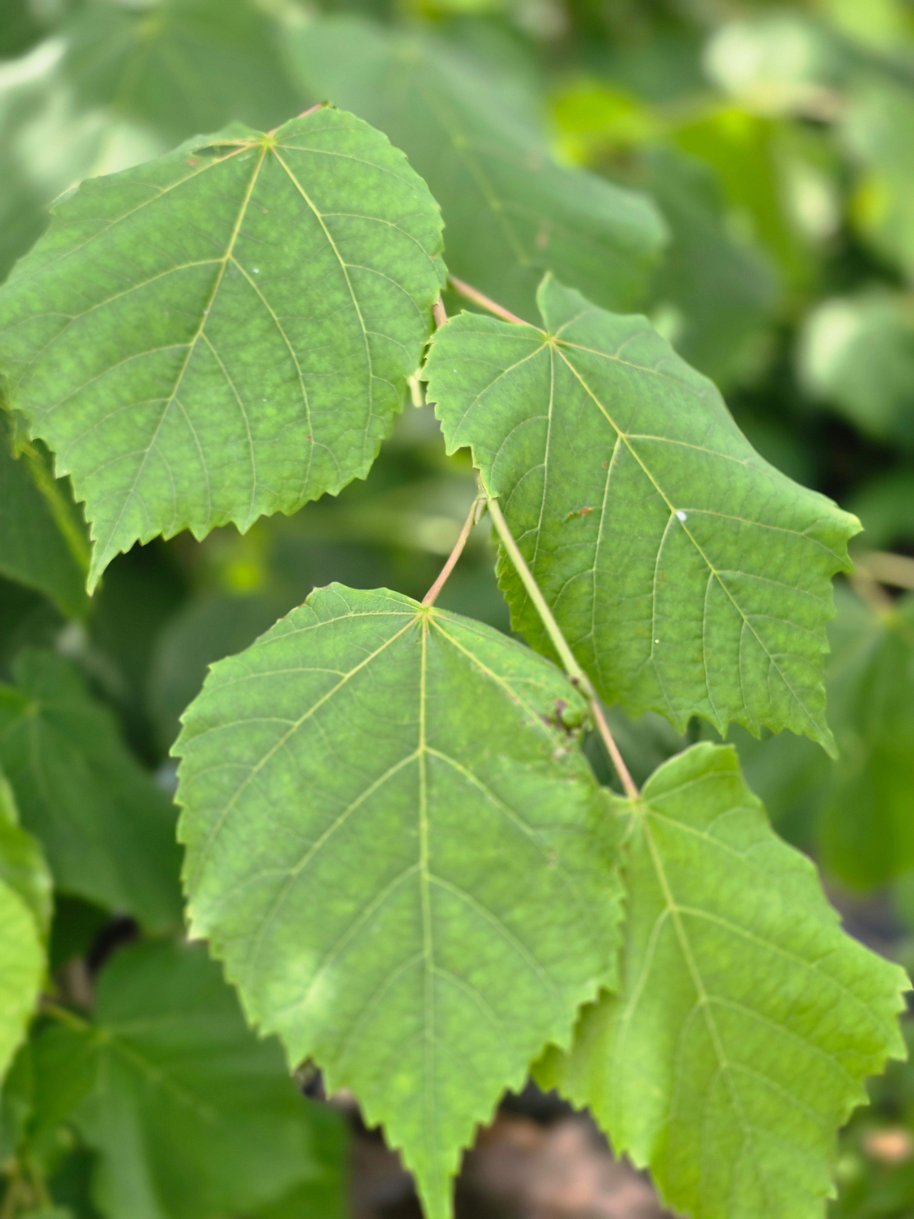 Großblättrige Sommerlinde - Tilia platyphyllos