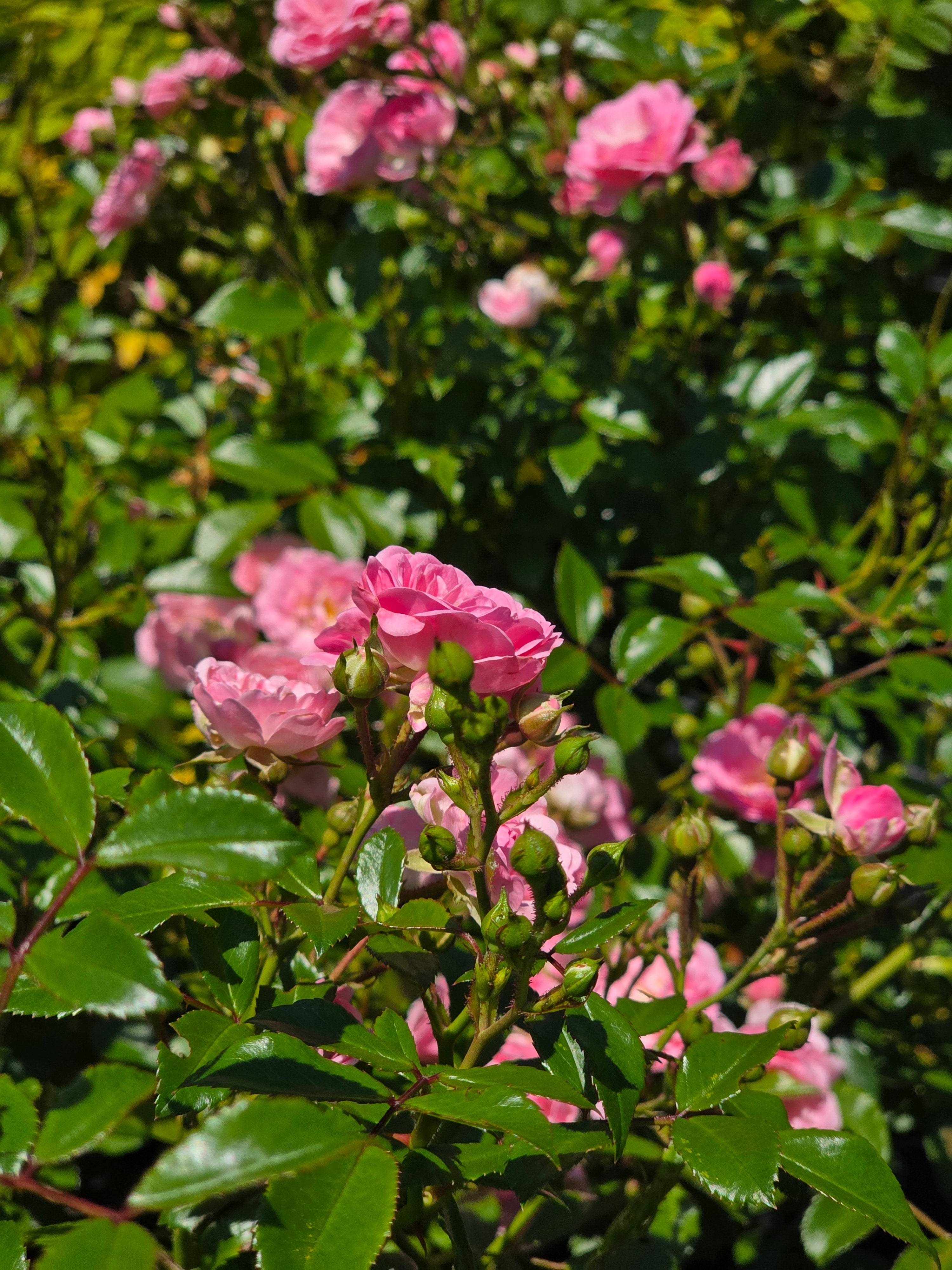 Englische Bodendeckende Rose 'The Fairy' - Rosa 'The Fairy' BDR