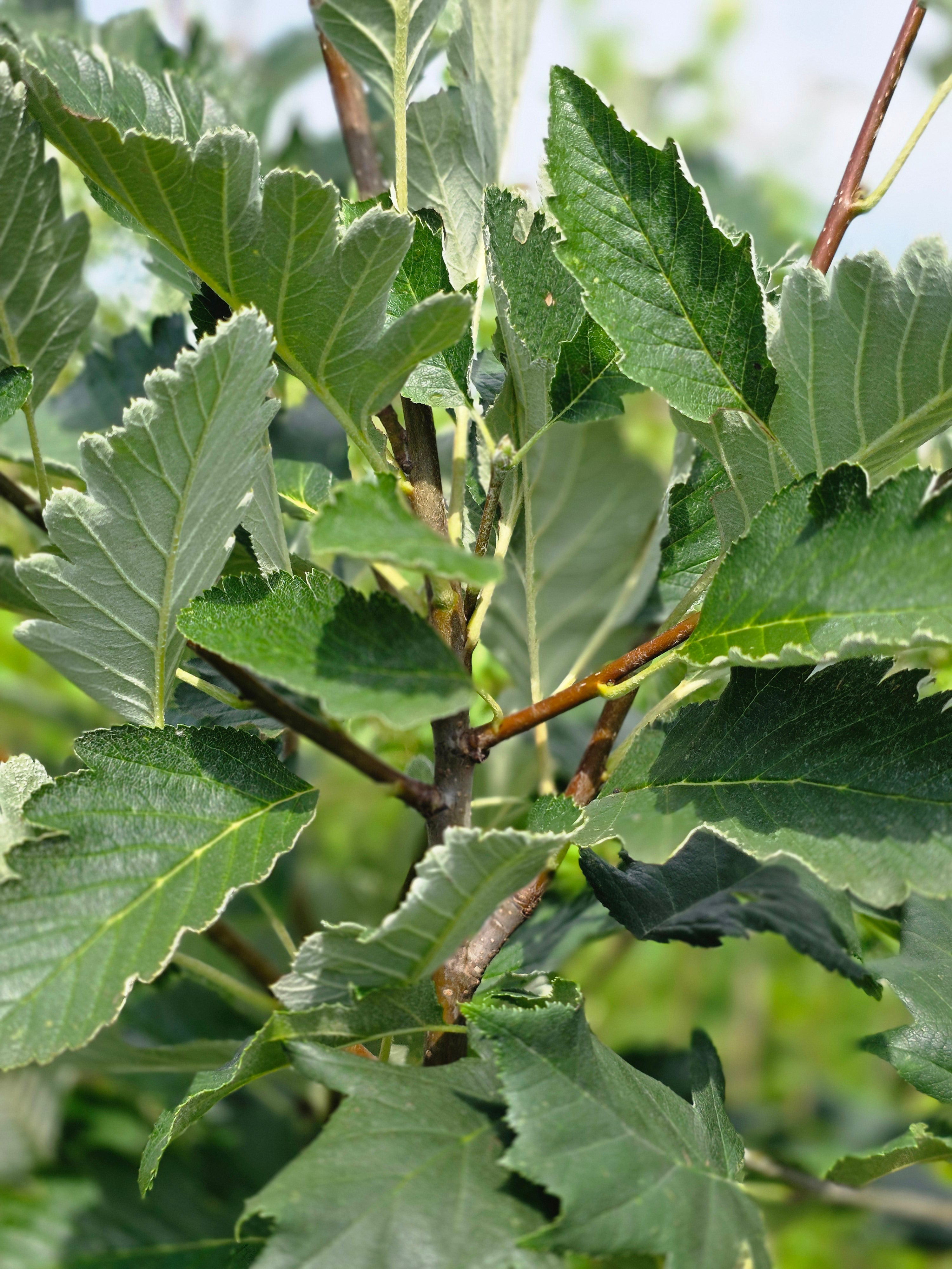 Schwedische Mehlbeere - Sorbus intermedia