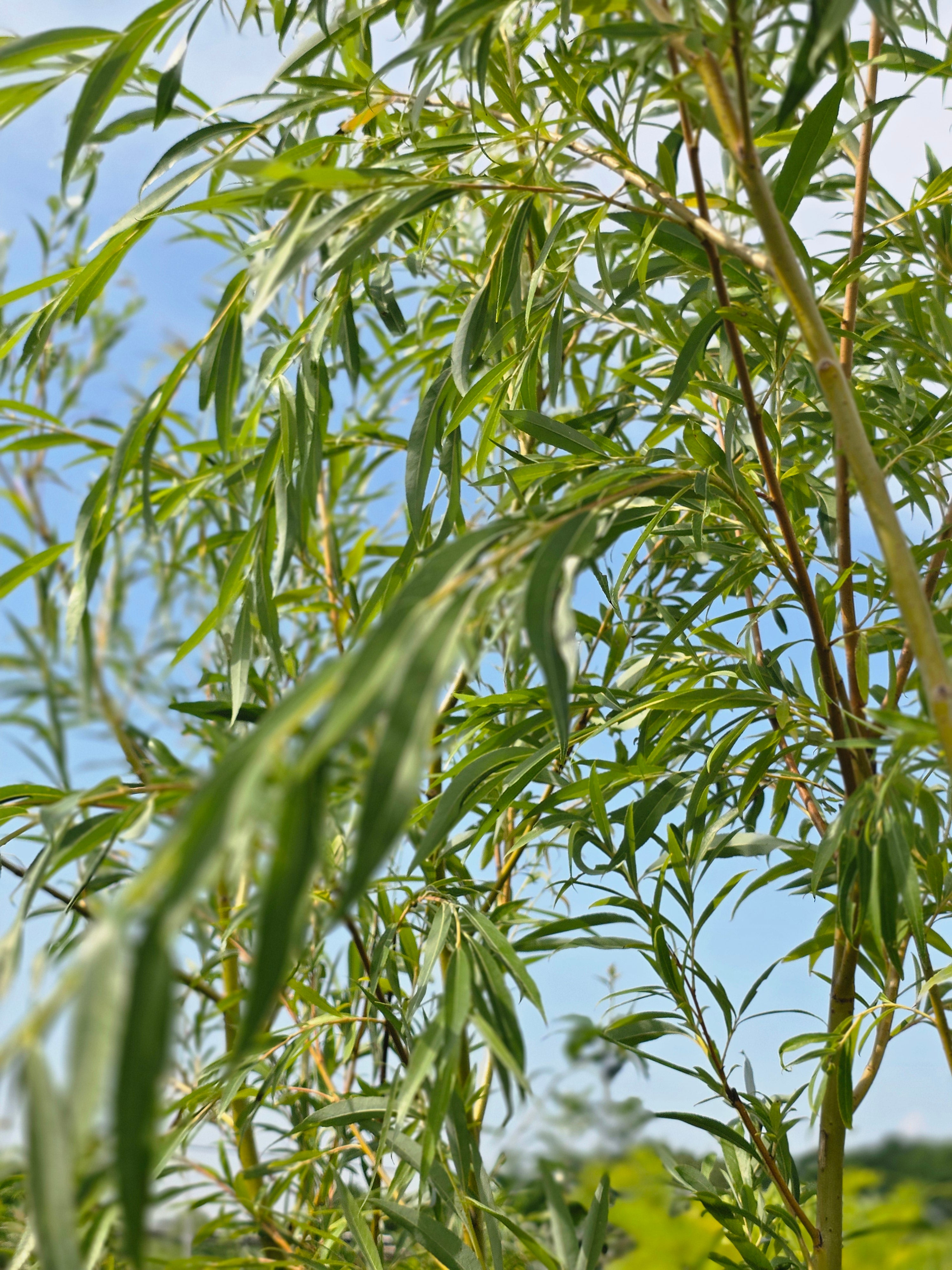 Trauerweide - Salix alba 'Tristis'