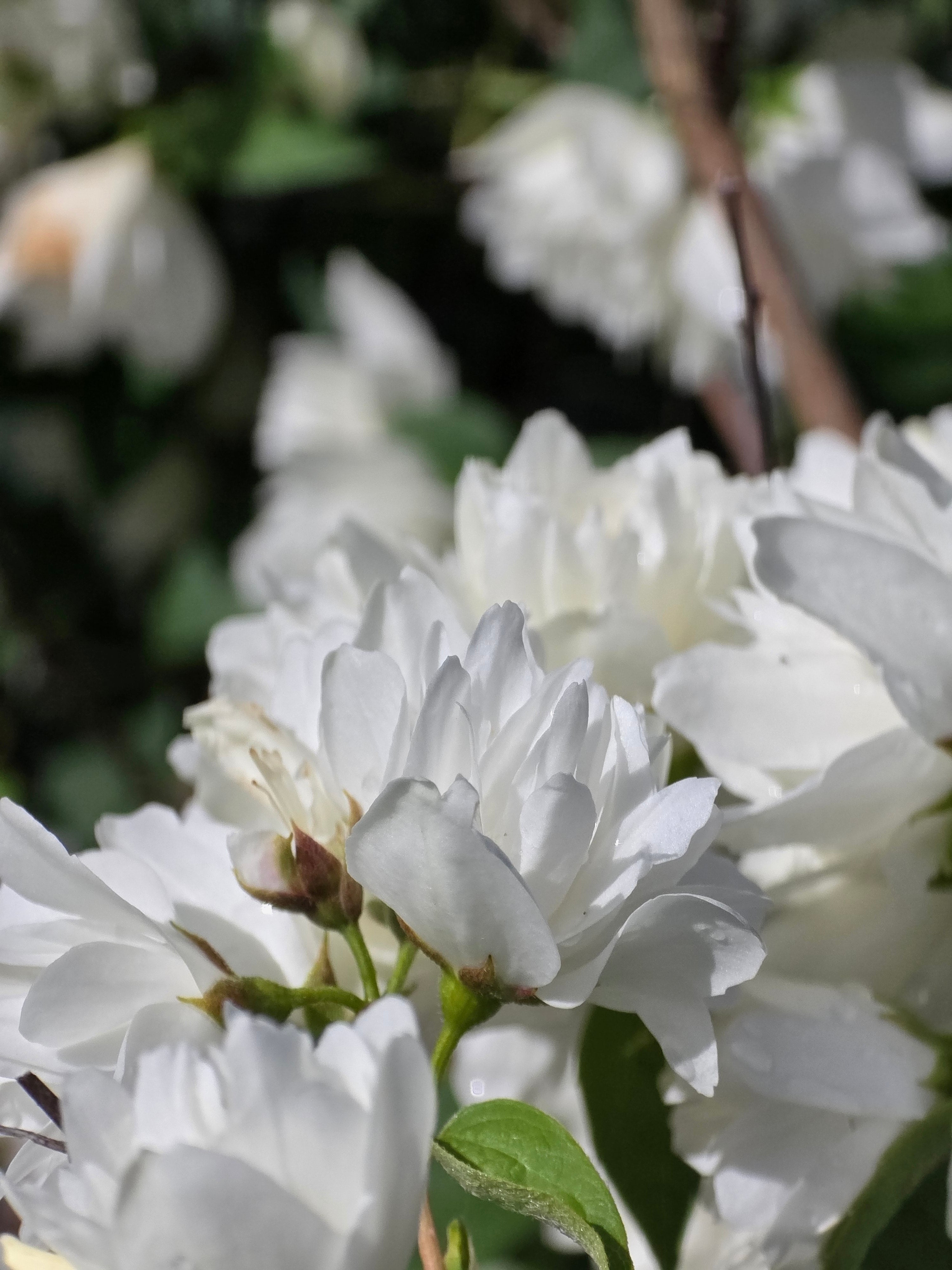 Gefüllter Gartenjasmin 'Schneesturm' - Philadelphus 'Schneesturm'