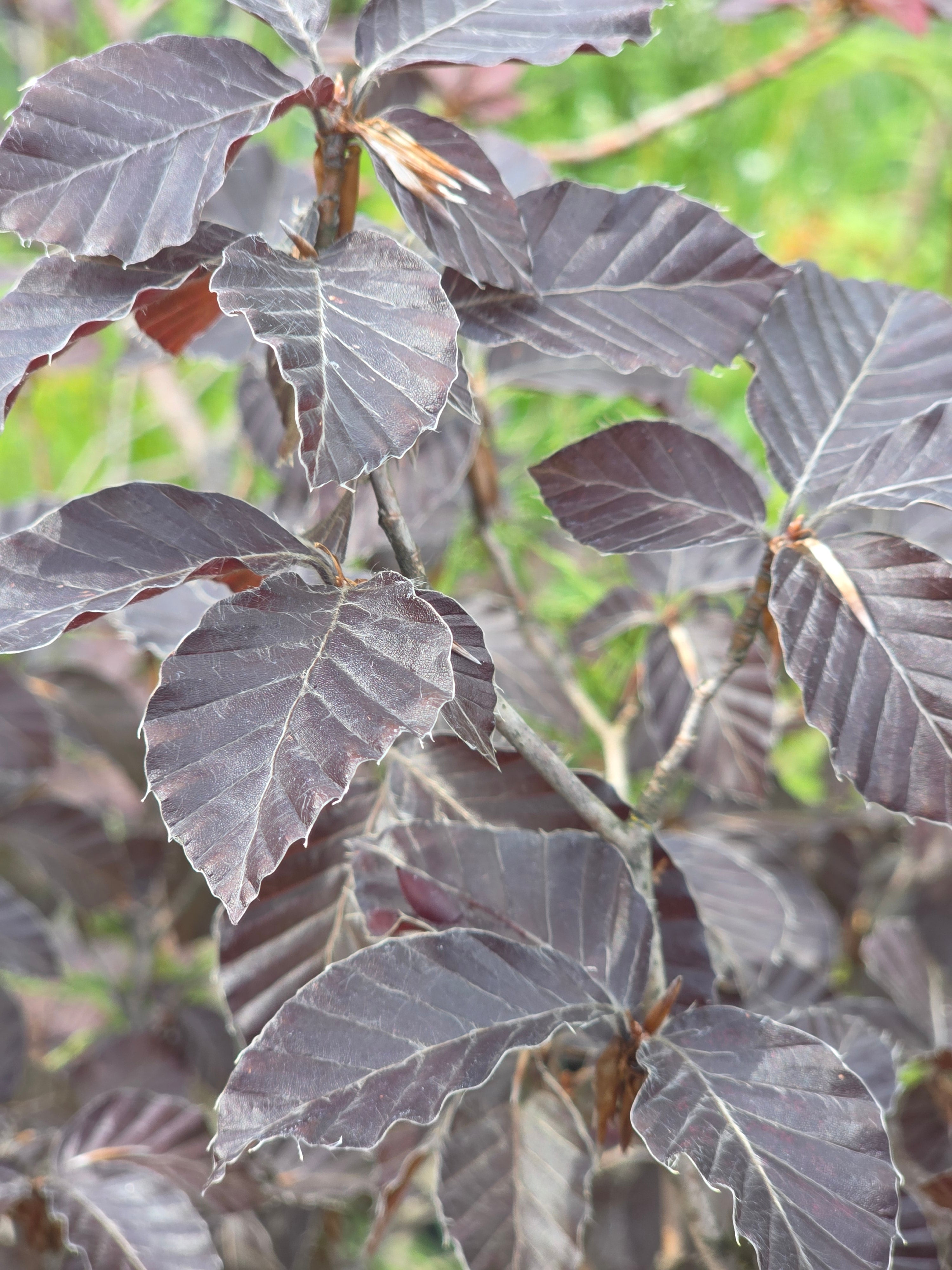 Blutbuche Veredelung - Fagus sylvatica 'Atropunicea'