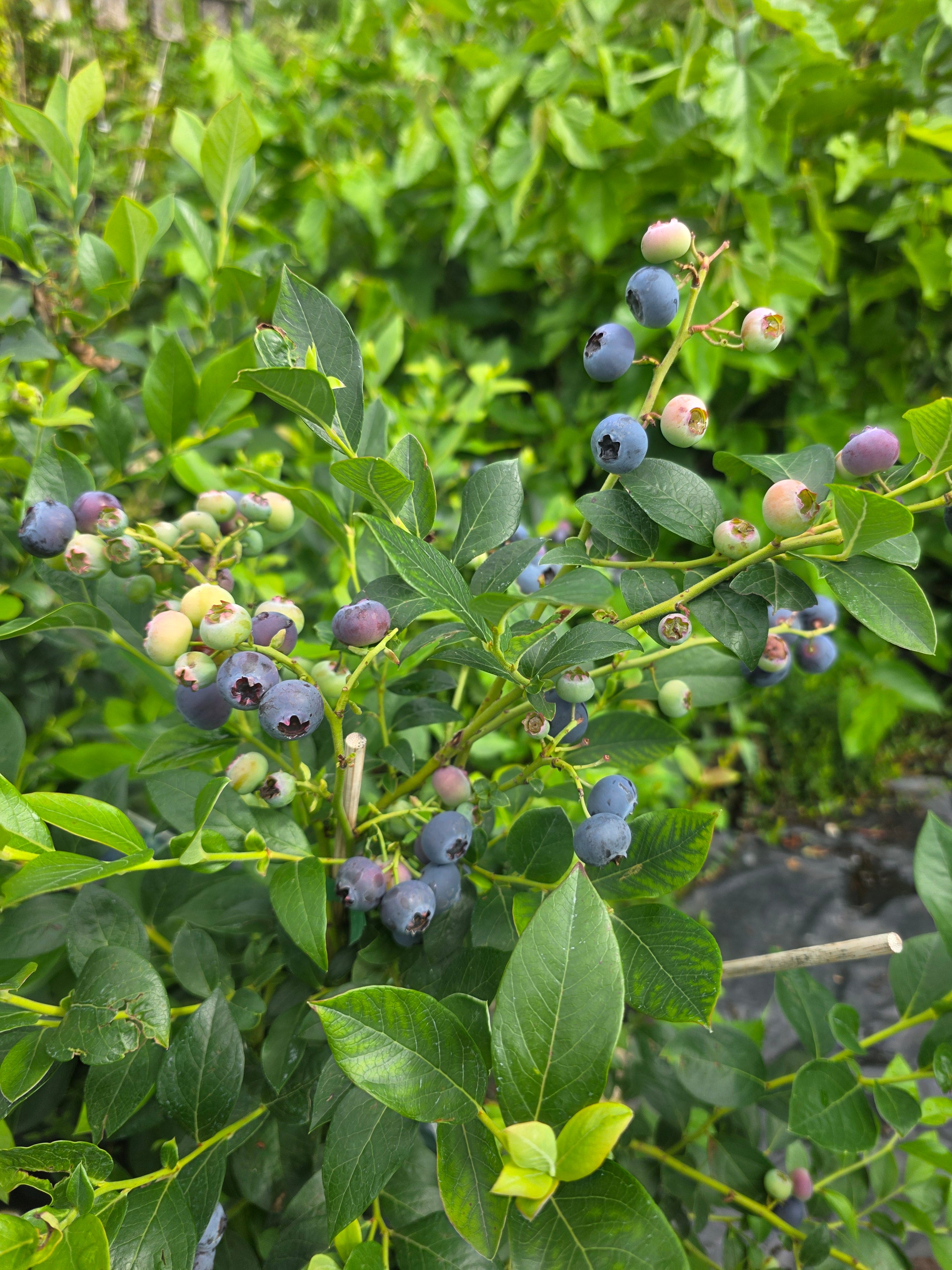 Heidelbeere 'Bluecrop' - Vaccinium corymbosum 'Bluecrop'