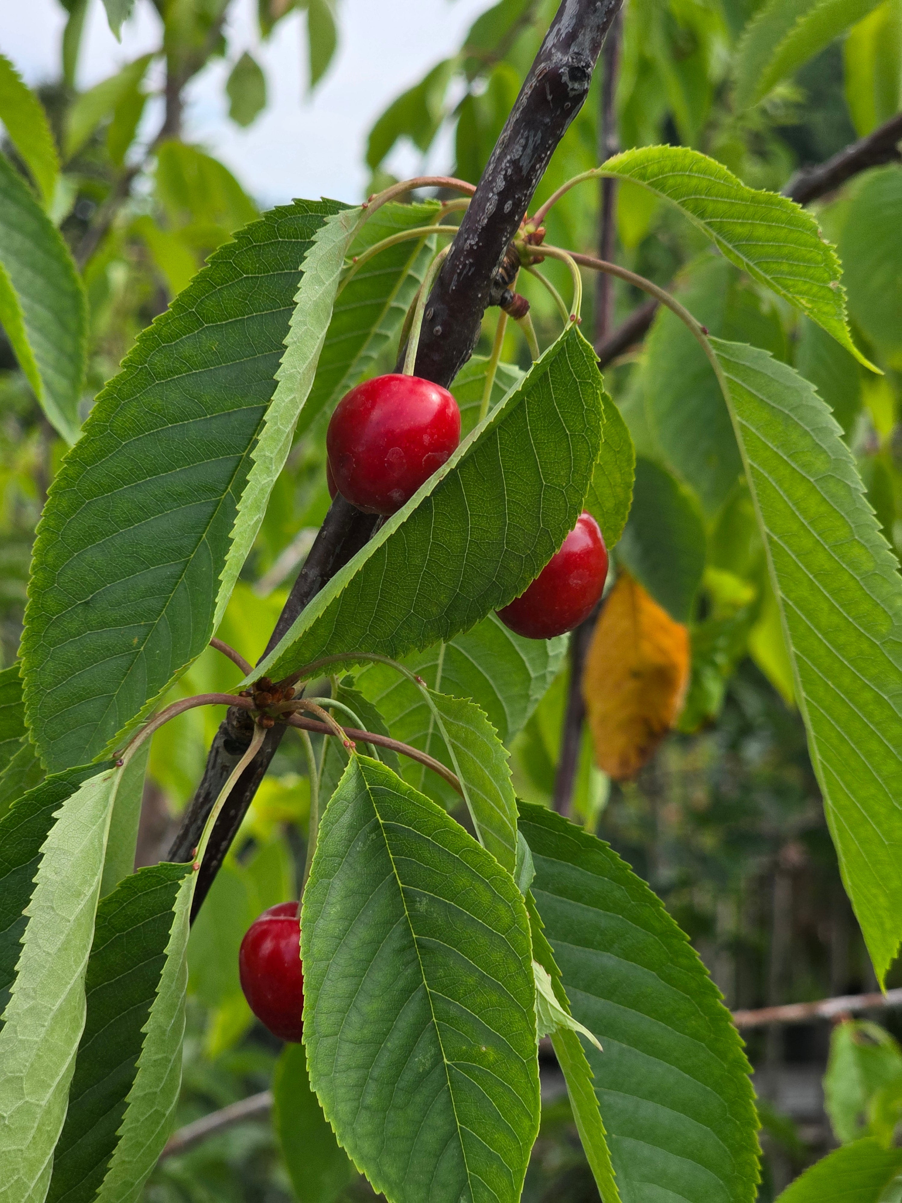 Süßkirsche 'Schneiders Späte Knorpel' 6.KW - Prunus avium 'Schn. Späte Knorpelkir.' CAC