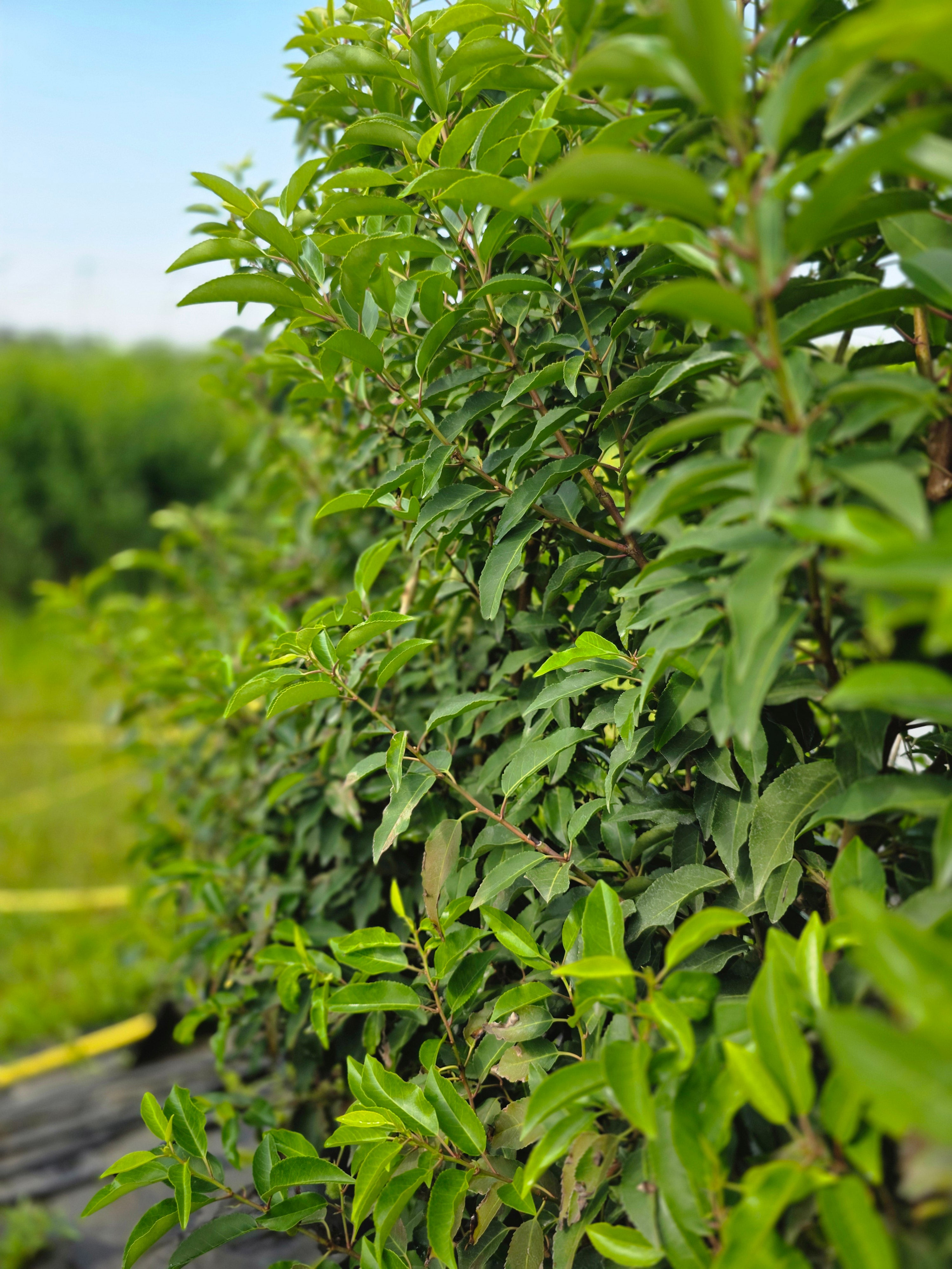 Portugiesischer Kirschloorbeer / Portugiesische Lorbeerkirsche - Prunus lusitanica