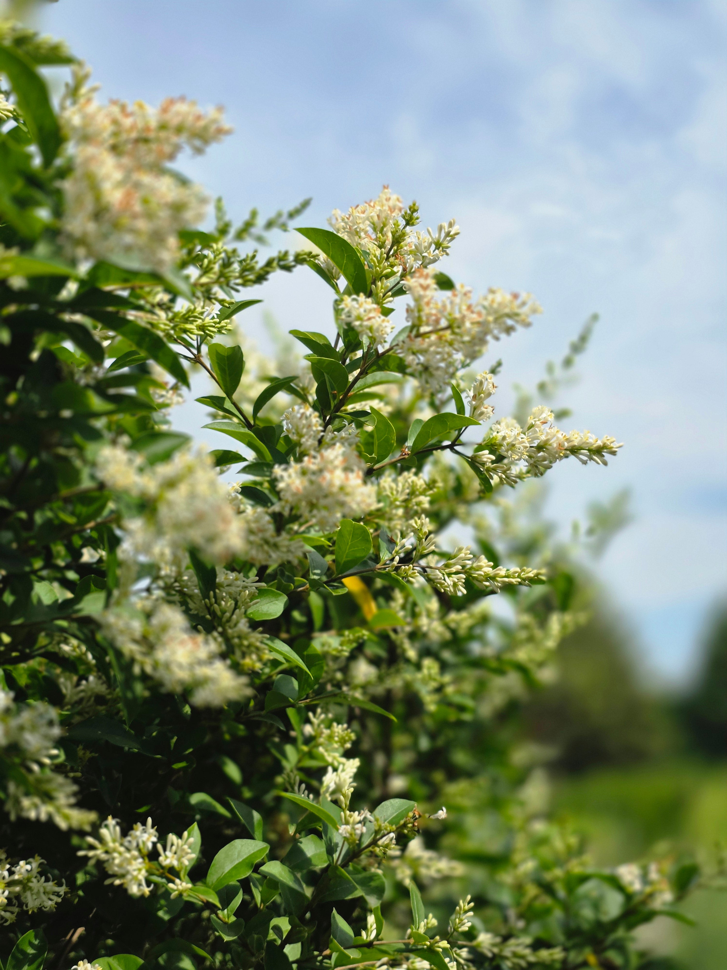Wintergrüner Liguster 'Atrovirens' - Ligustrum vulgare 'Atrovirens'