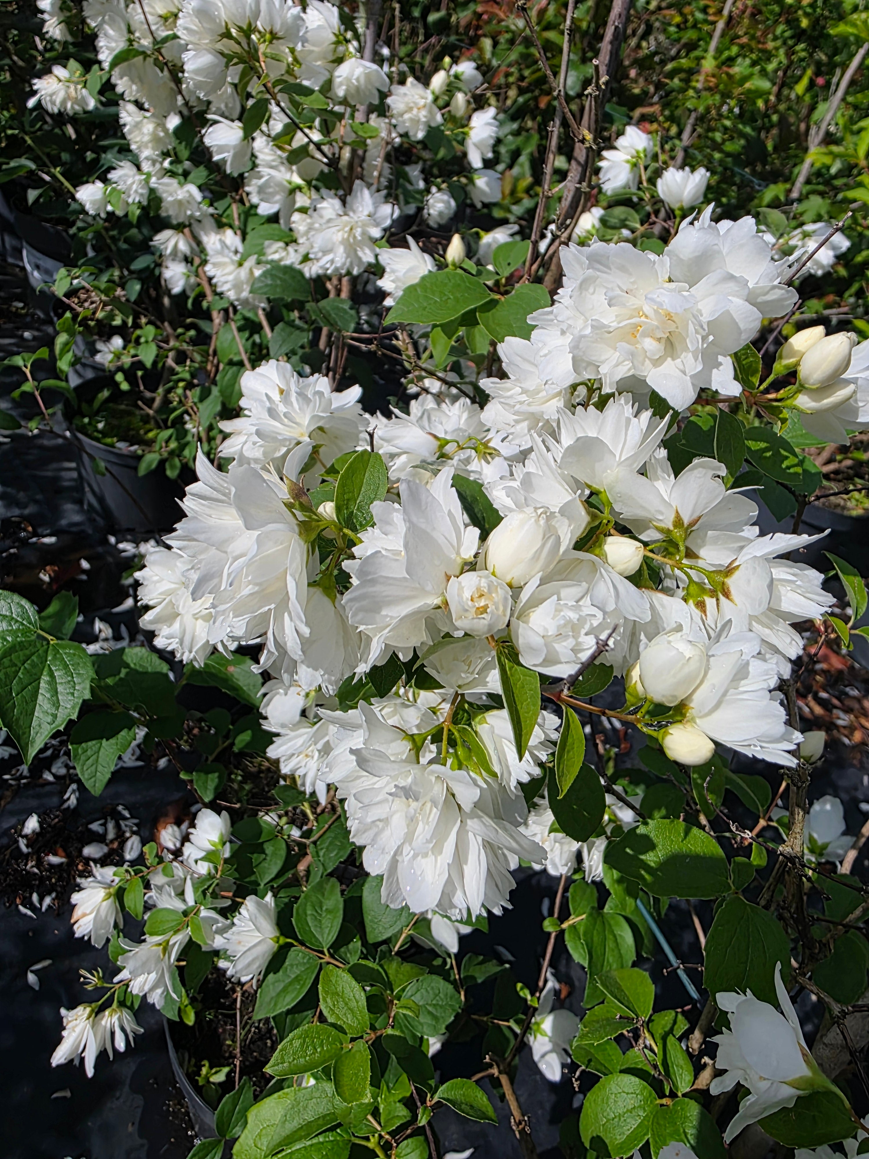 Gefüllter Gartenjasmin 'Schneesturm' - Philadelphus 'Schneesturm'