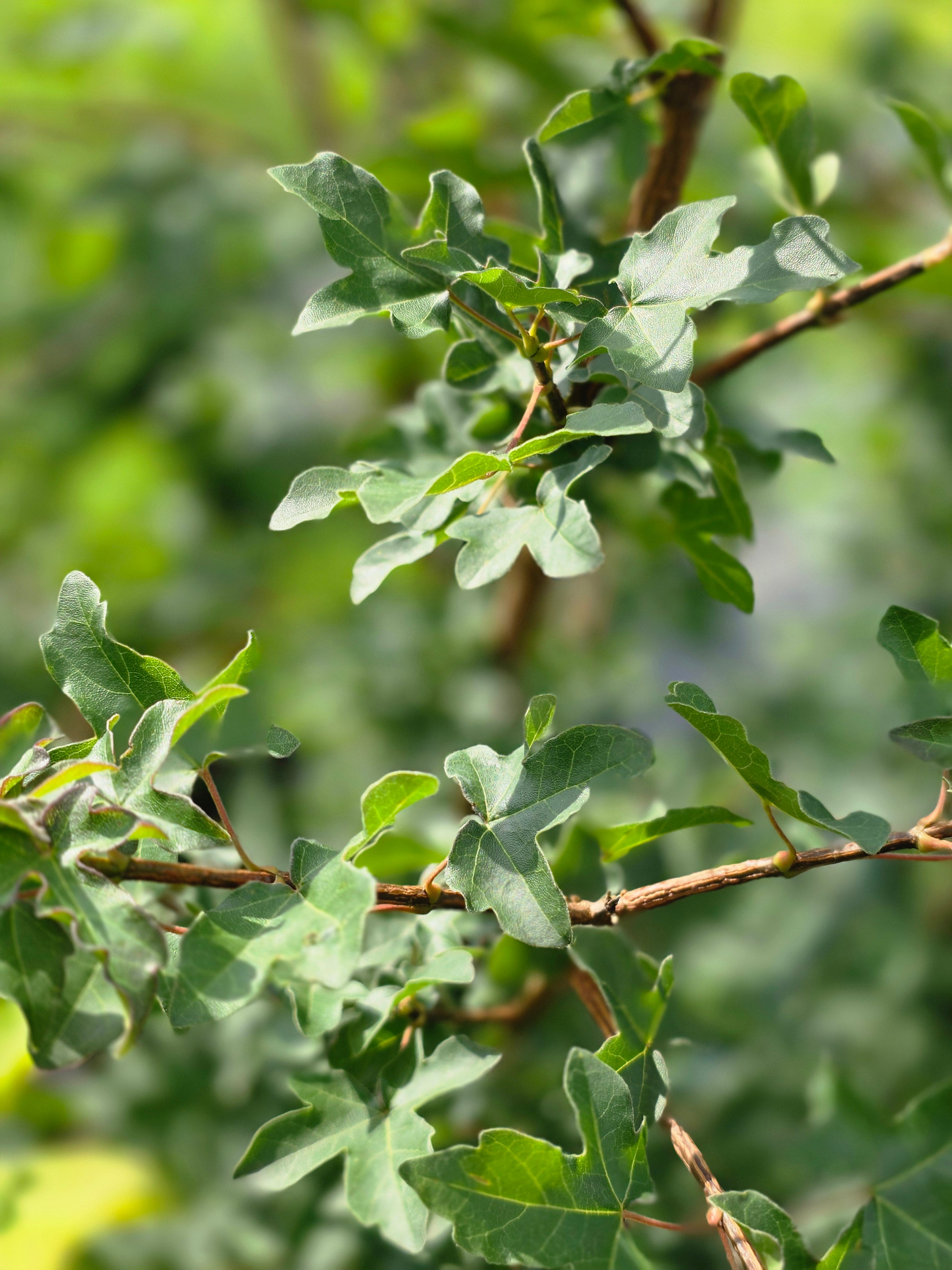 Feldahorn - Acer campestre