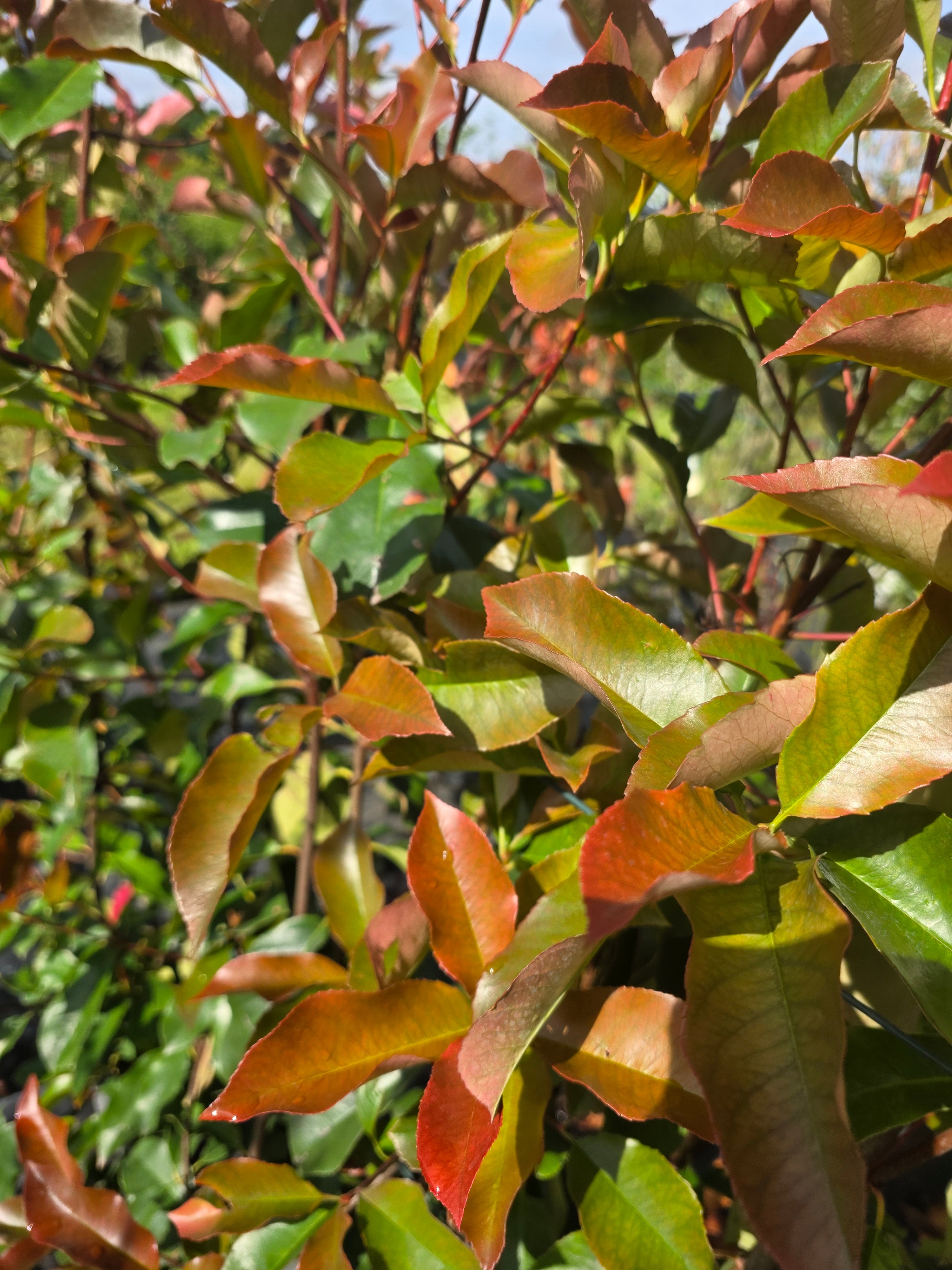 Glanzmispel 'Red Robin' - Photinia fraseri 'Red Robin'