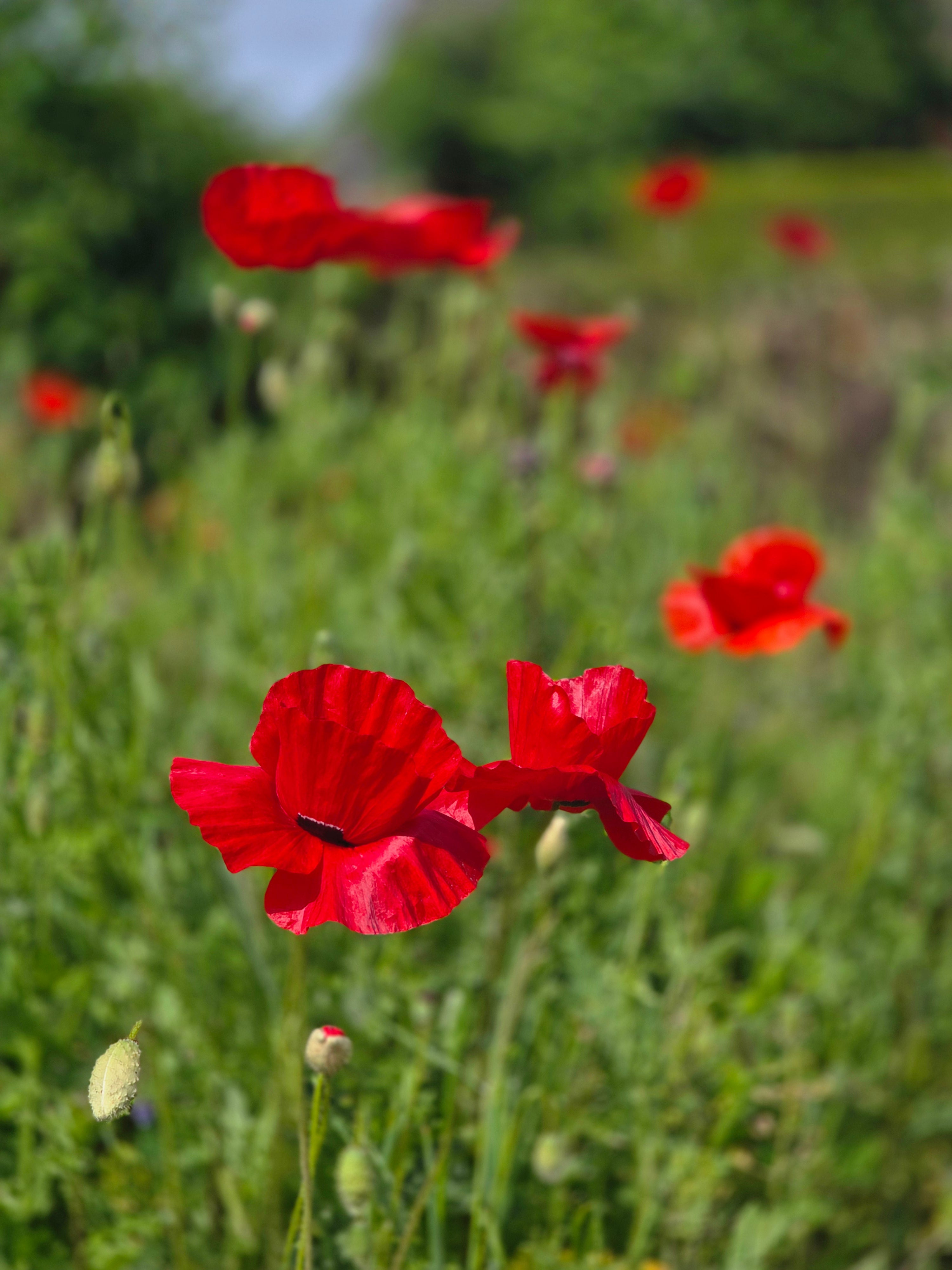 Orientalischer Garten-Mohn Beauty of Livermere - Papaver orientale 'Beauty of Livermere'