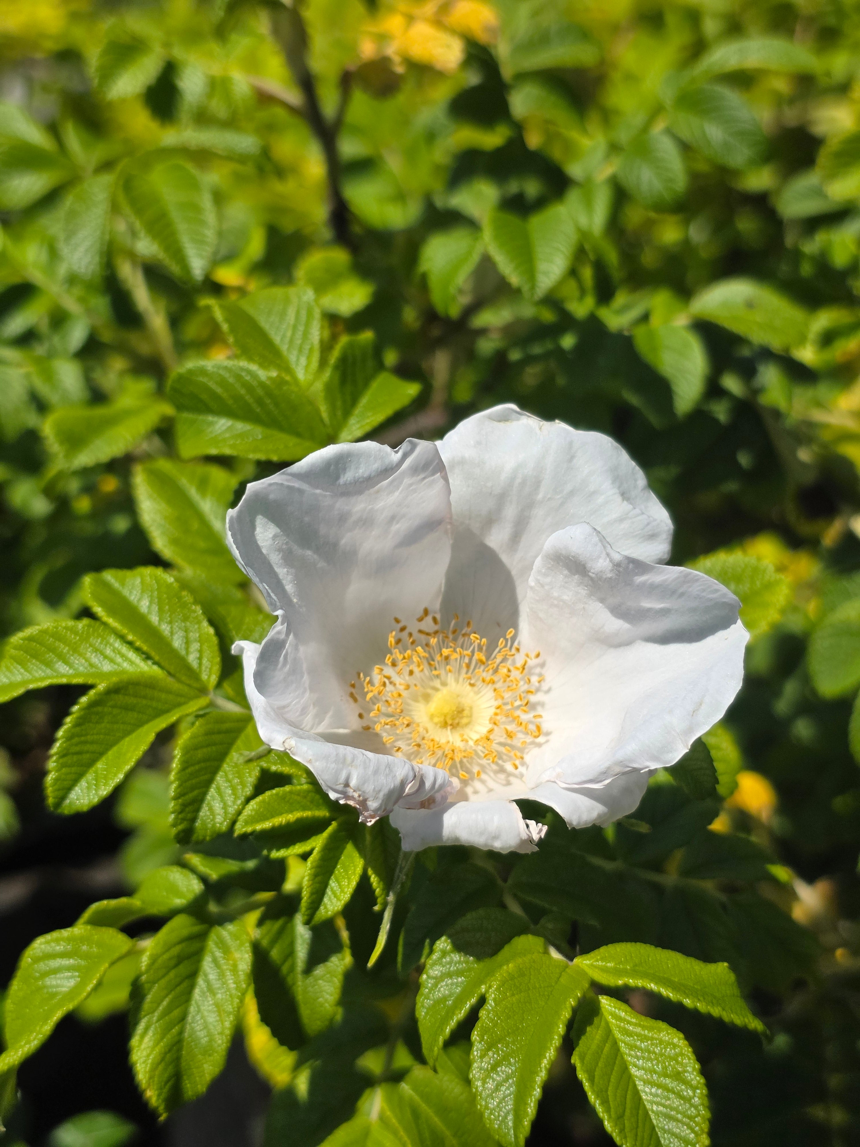 Weiße Apfelrose - Rosa rugosa alba